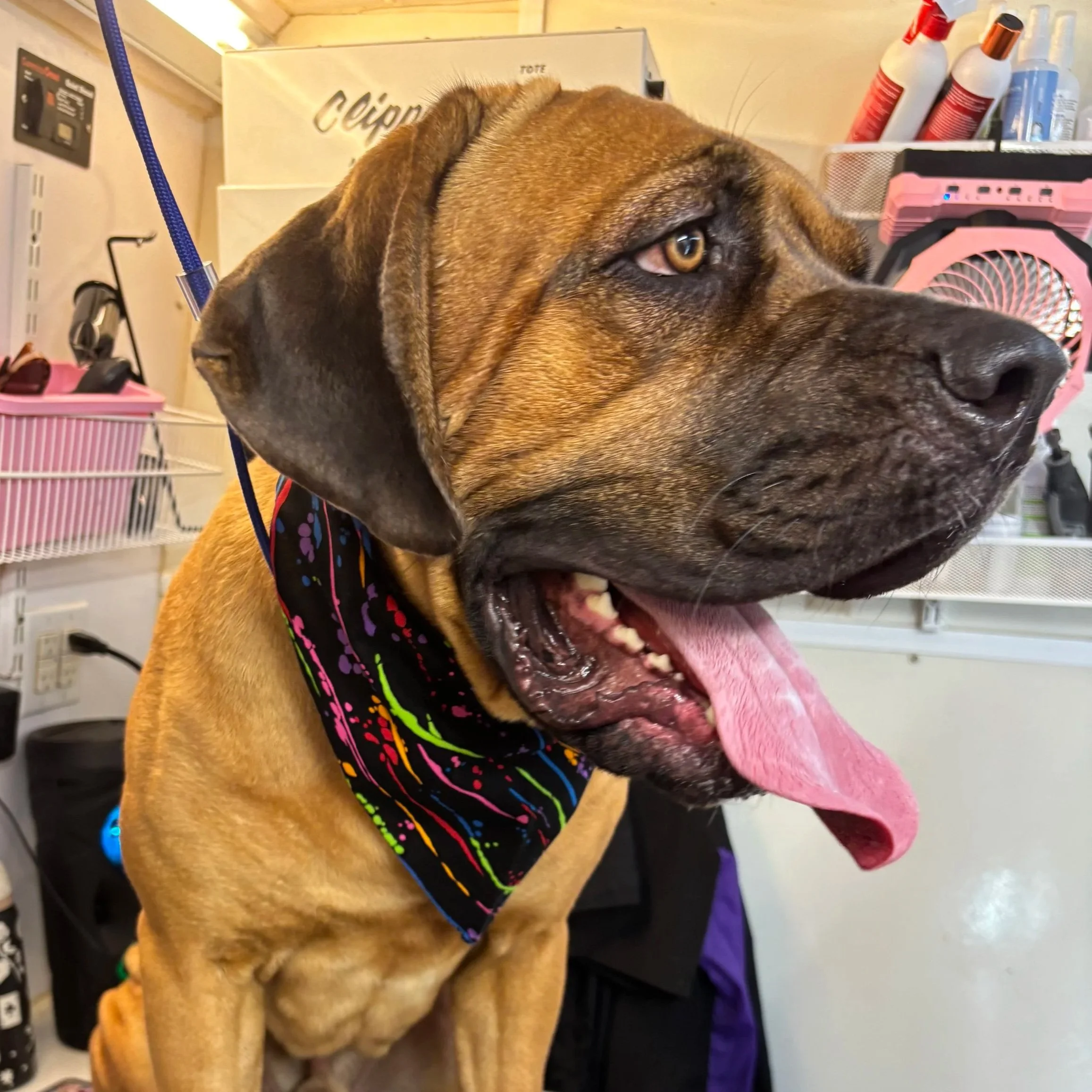 A large brown dog with a black mask around its eyes and snout, lying on a table with its head resting on a pink towel. The dog is wearing a colorful bandana and looks relaxed with its mouth open and tongue slightly out. Background includes grooming s