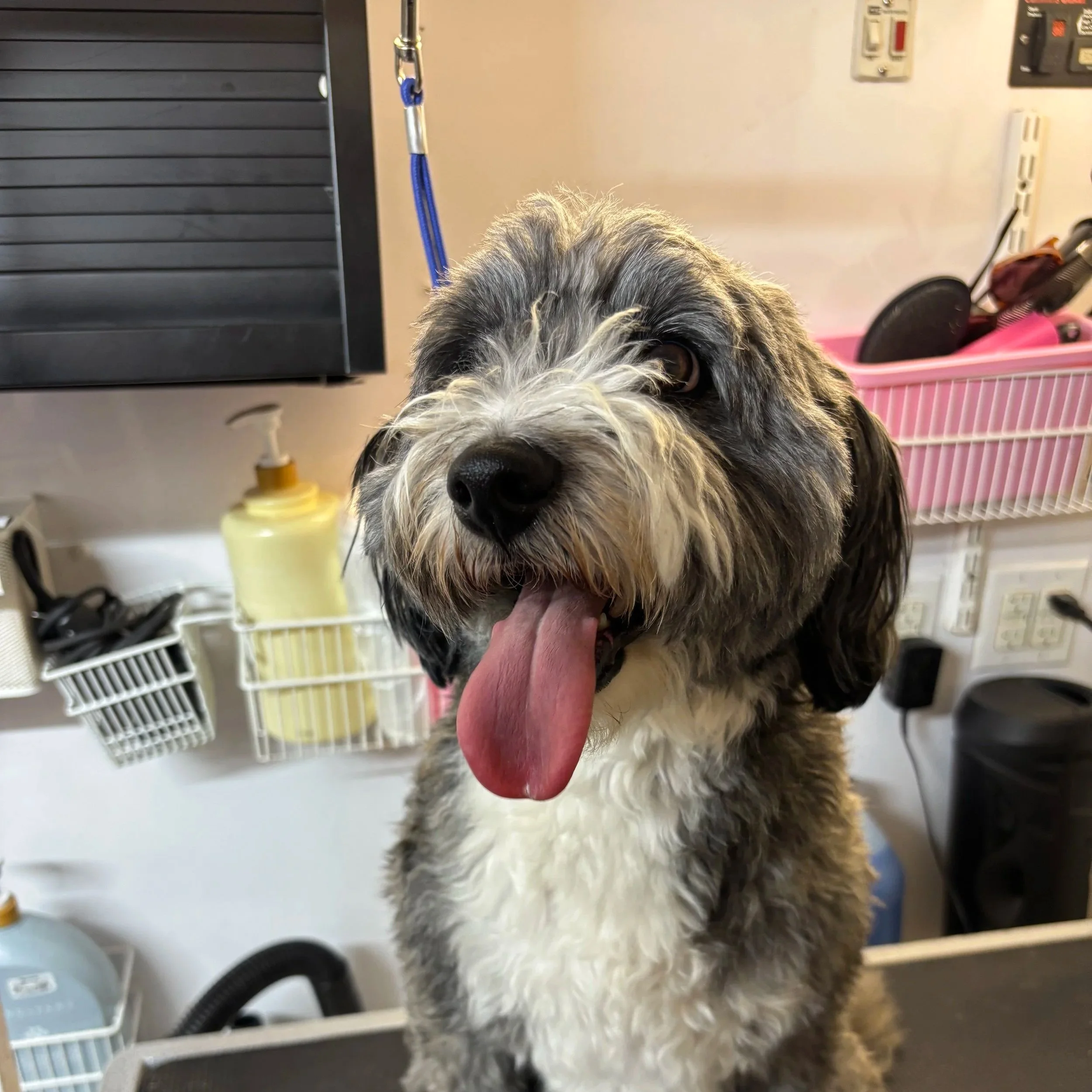Close-up of a dog with fluffy black, gray, and white fur, sitting in a veterinary or grooming clinic, with its tongue out.