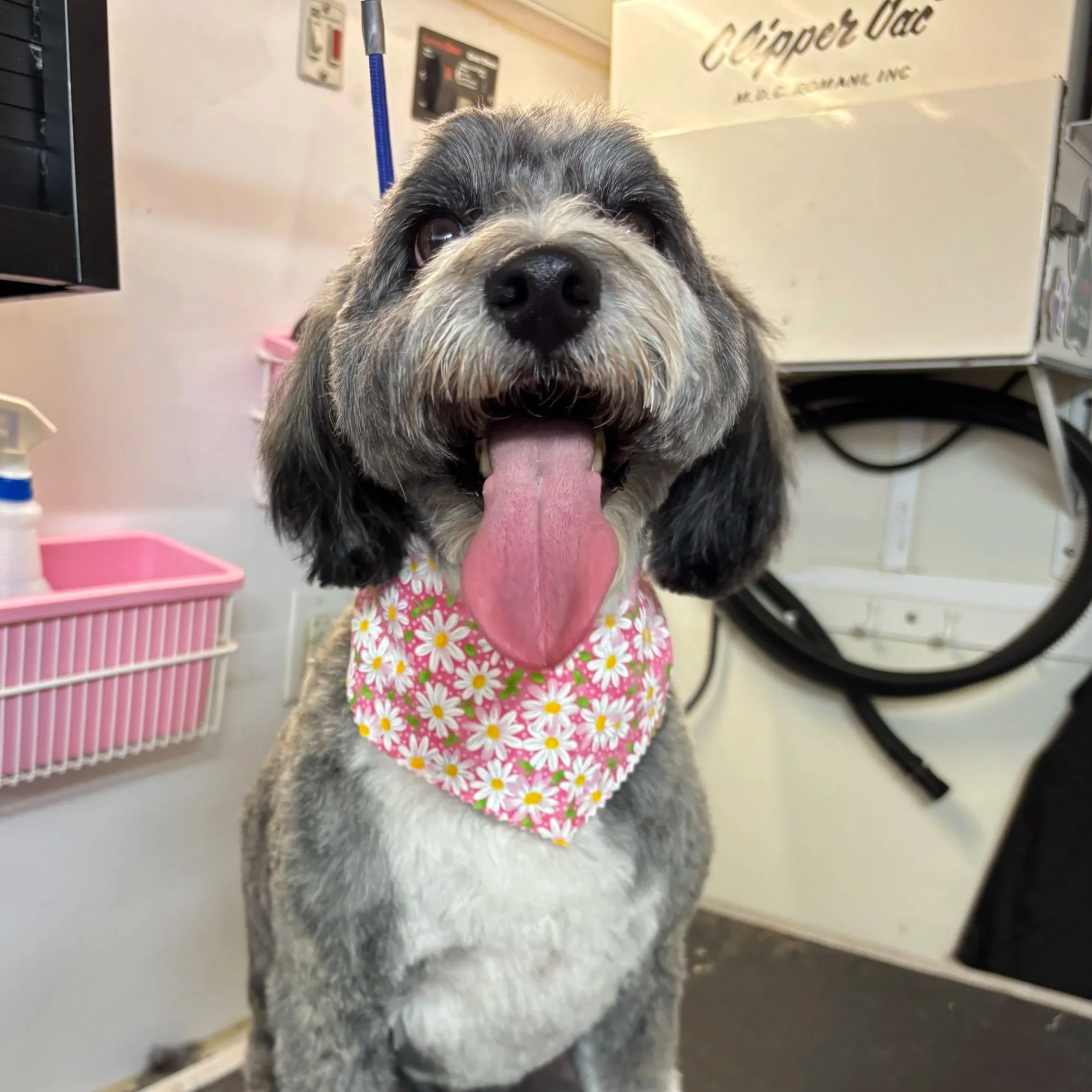 Close-up of a dog wearing a floral bandana around its neck, with its tongue out and looking at the camera. The background appears to be a veterinary clinic or grooming area.