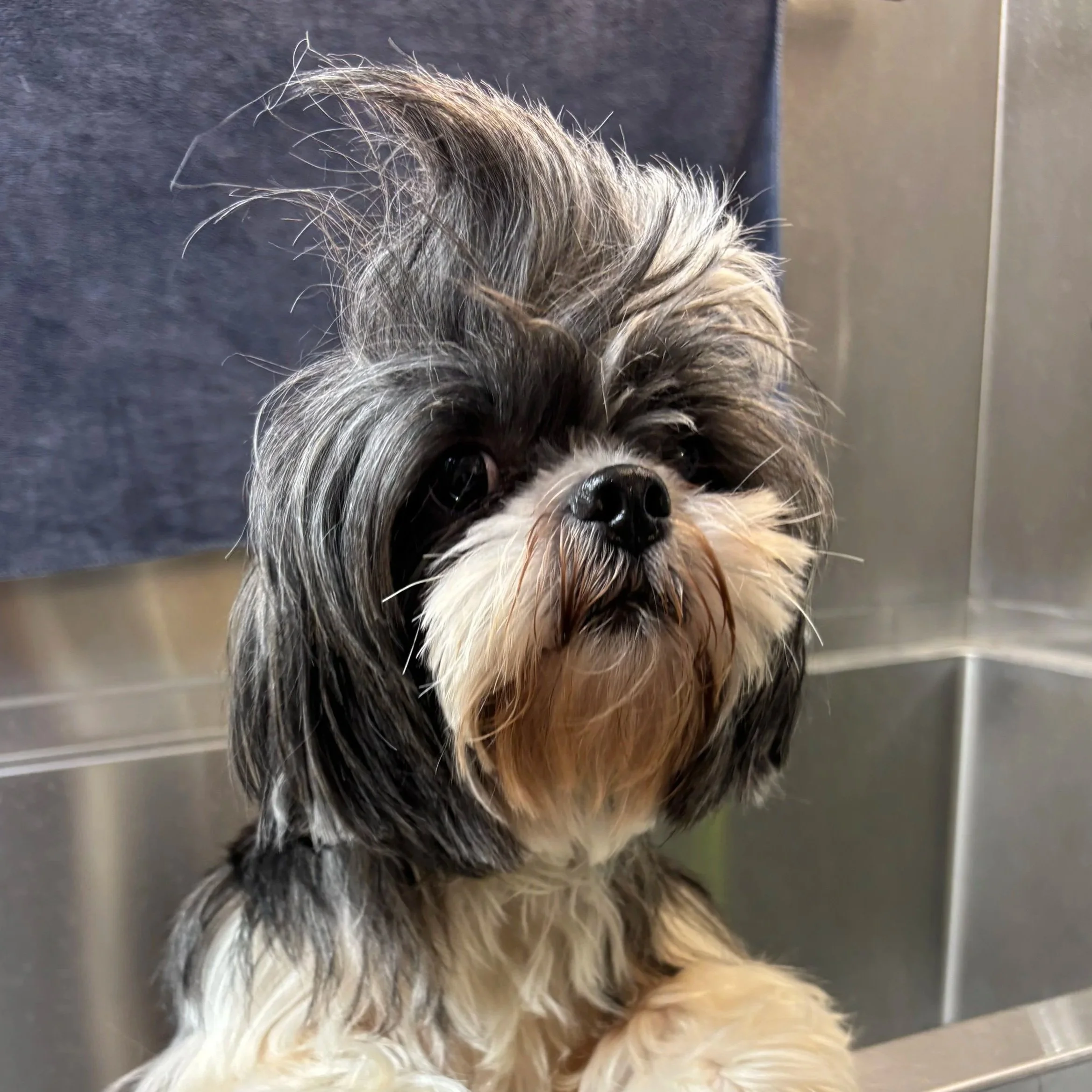 Close-up of a small dog with long, messy fur, wet nose, and dark shiny eyes, sitting on a shiny metal surface with a gray wall in the background.