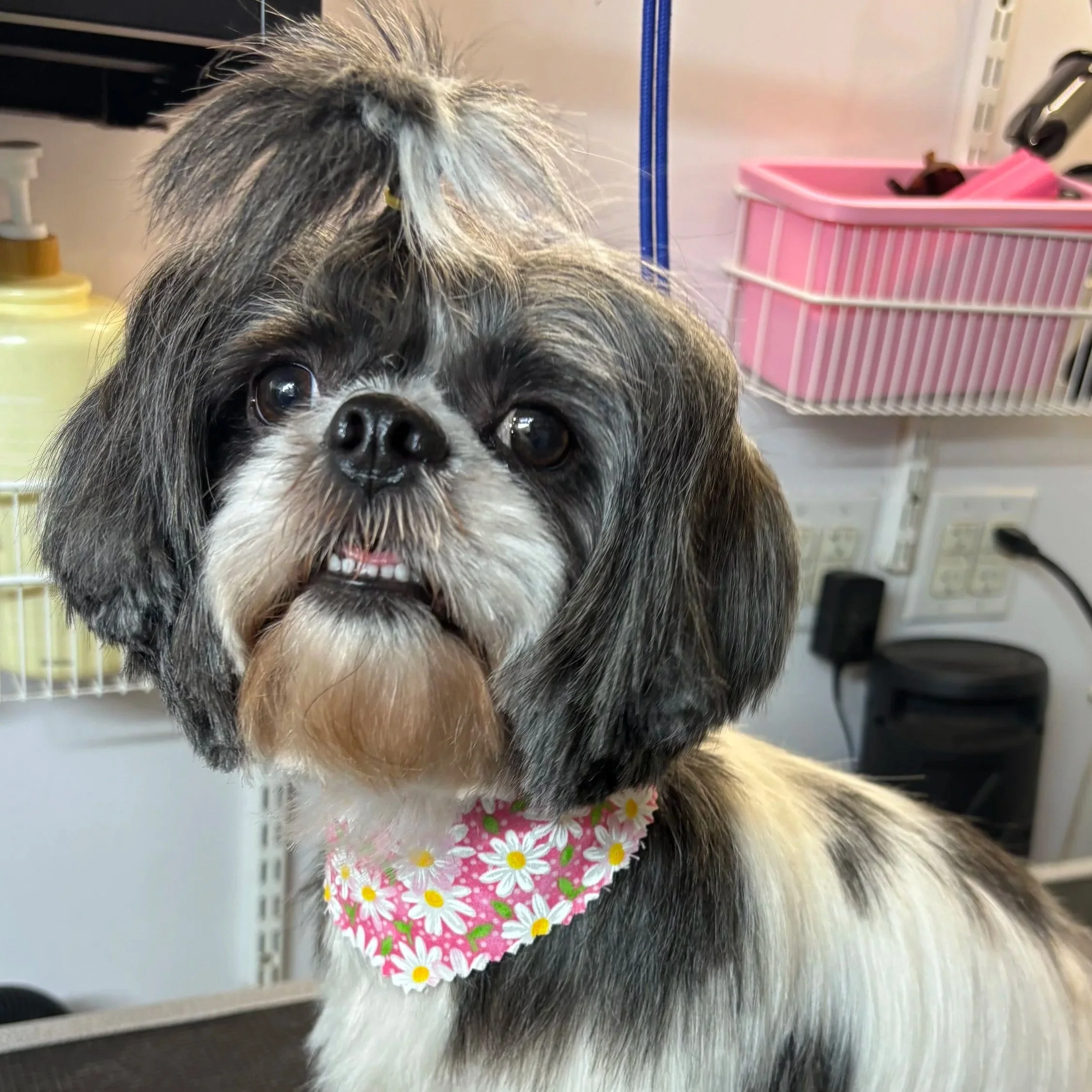 A small dog with a fluffy black, gray, and white coat, wearing a pink bandana with white and yellow flowers, inside what appears to be a pet store or veterinary clinic. Behind the dog, there are shelves with various items, including a pink container 