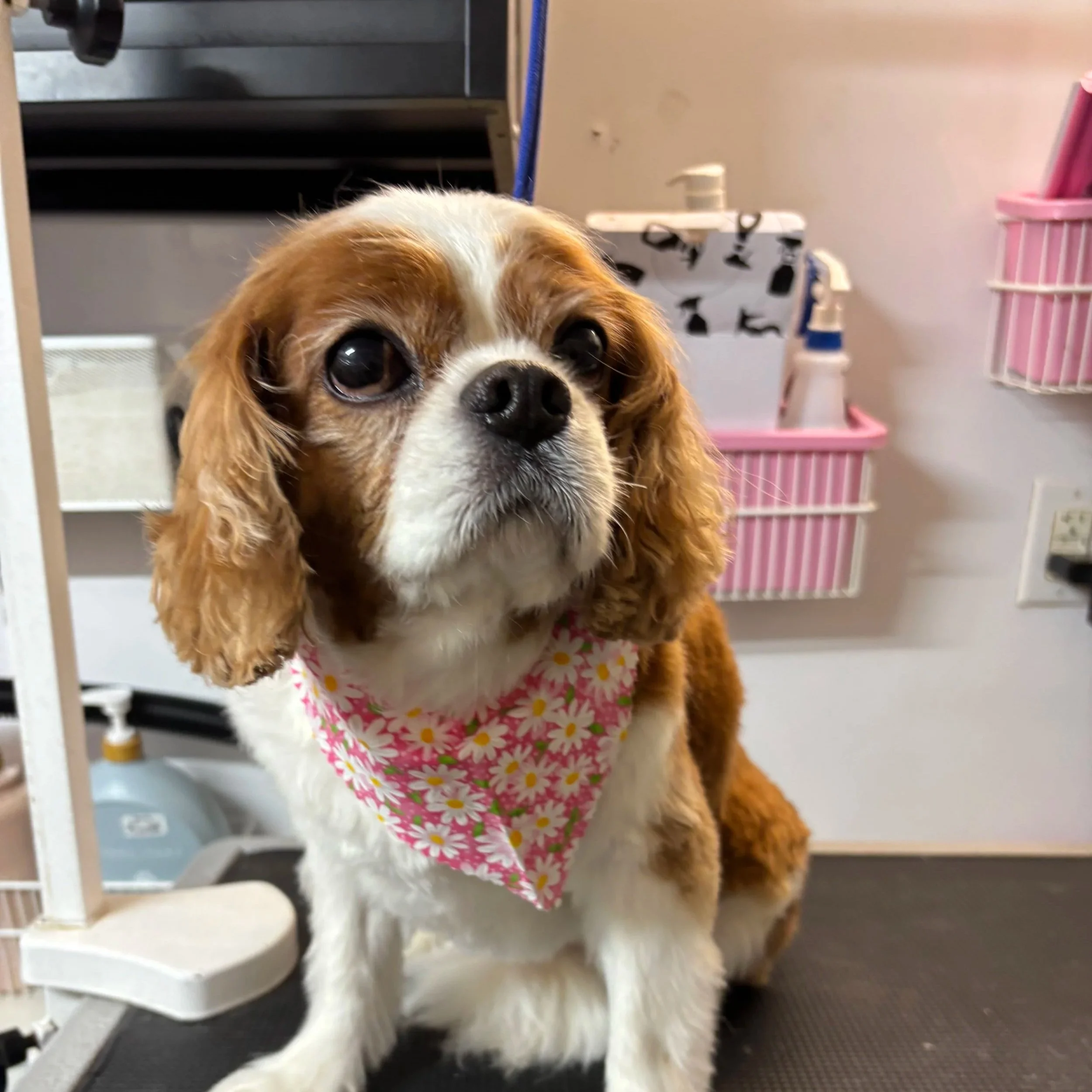 Close-up of a small dog with large dark eyes, wearing a pink floral bandana around its neck, inside a room with grooming or veterinary equipment in the background.