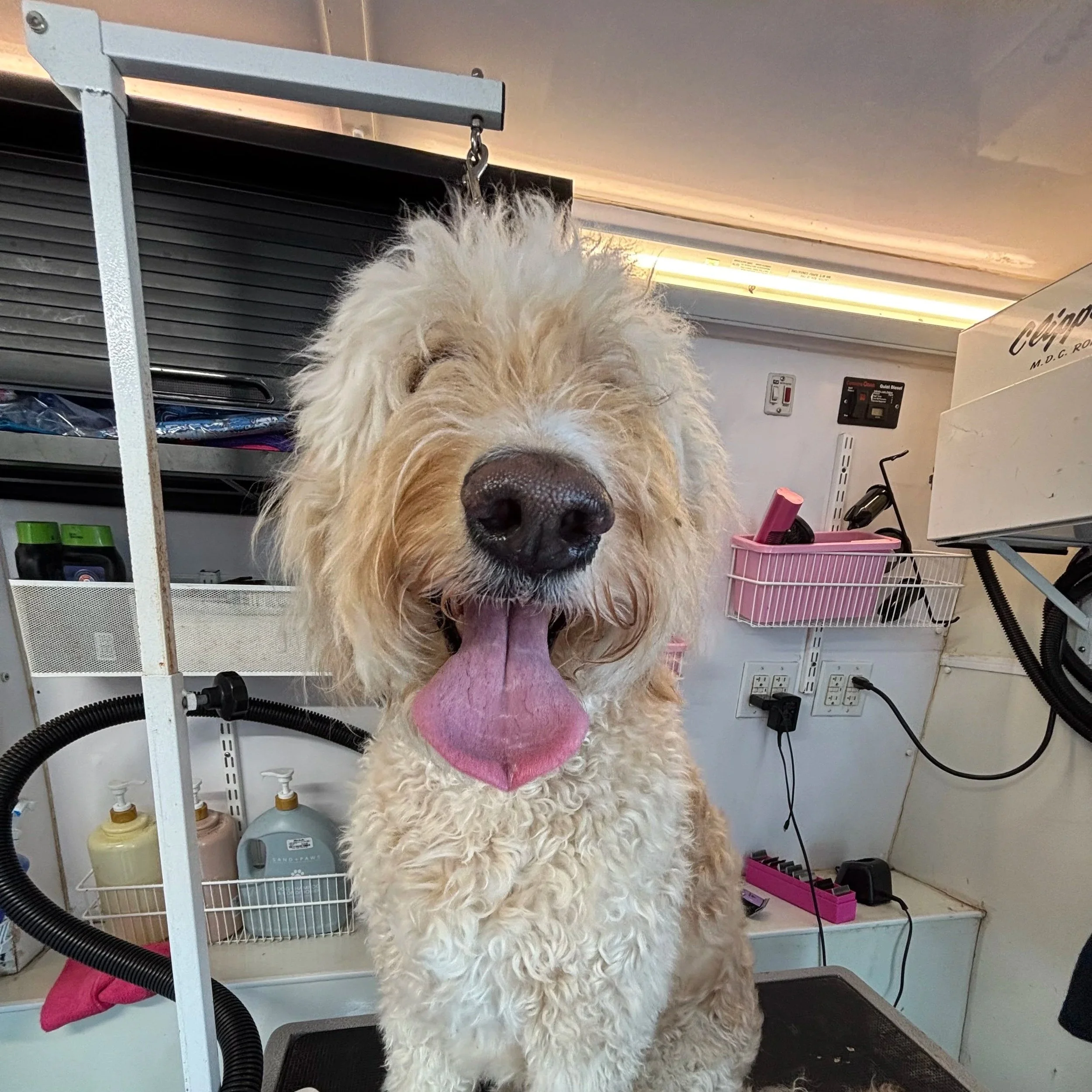A fluffy dog with cream-colored, curly fur sitting at a grooming station with a pink towel around its neck, in front of grooming tools and equipment.