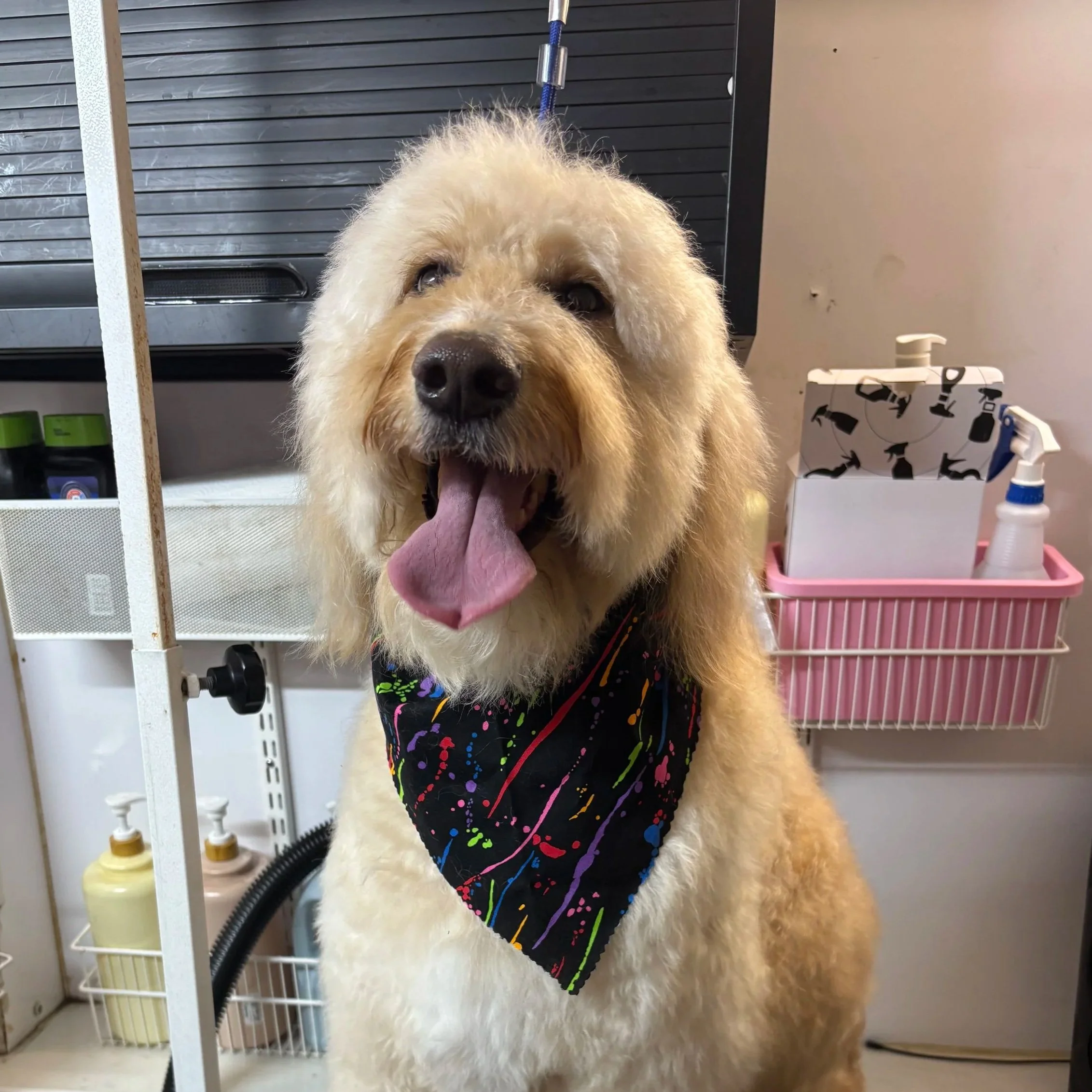 A fluffy Golden Retriever dog with its tongue out, wearing a colorful splatter-patterned bandana, inside a veterinary clinic or grooming facility with medical bottles and equipment in the background.