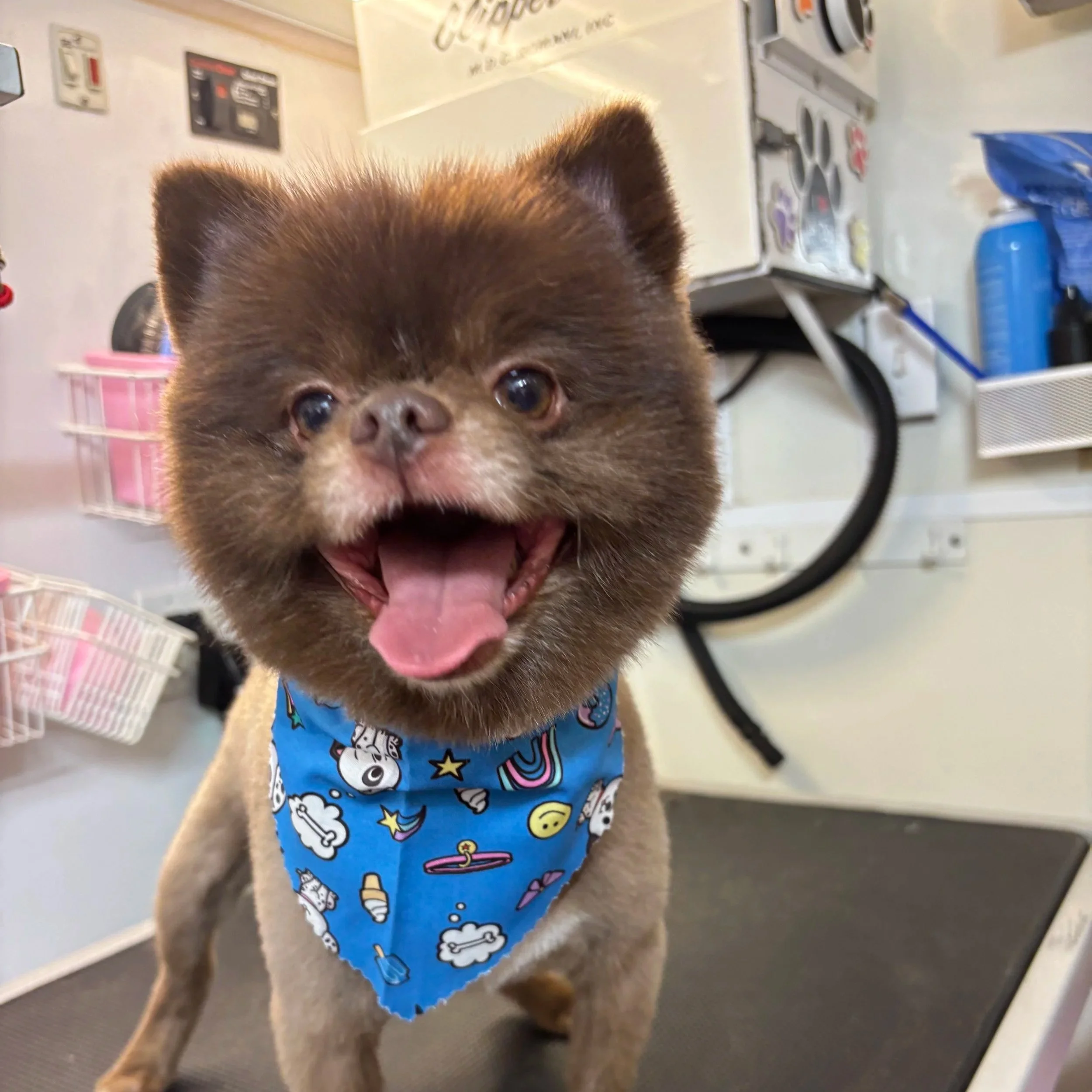 Close-up of a small brown puppy with fluffy fur, wearing a blue bandana with cartoon bones, stars, and skulls, at a veterinary clinic or pet grooming station.
