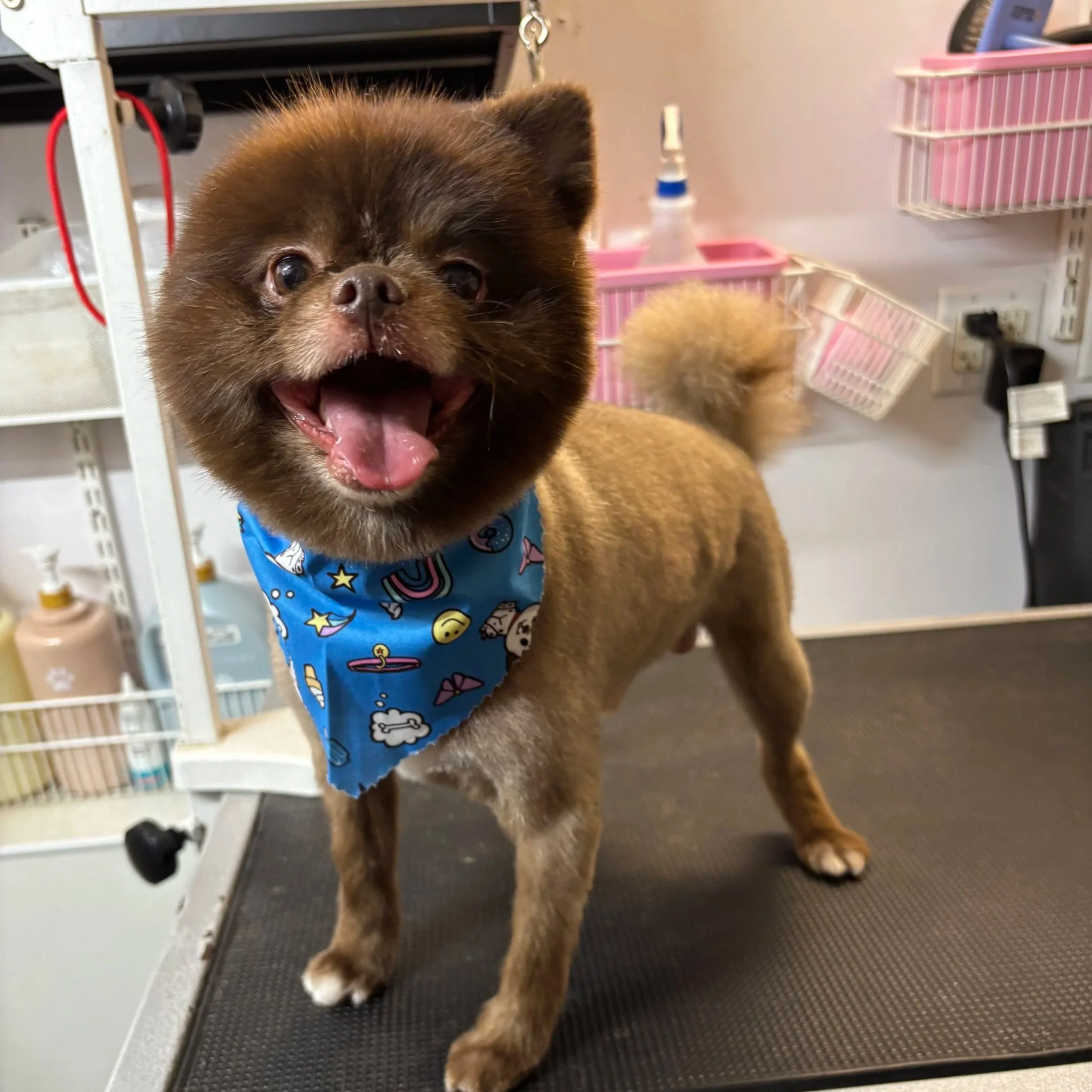 A small brown dog with a fluffy face and big eyes wearing a blue bandana with colorful patterns. The dog is indoors, standing on a black textured surface, with shelves and pink plastic baskets in the background.