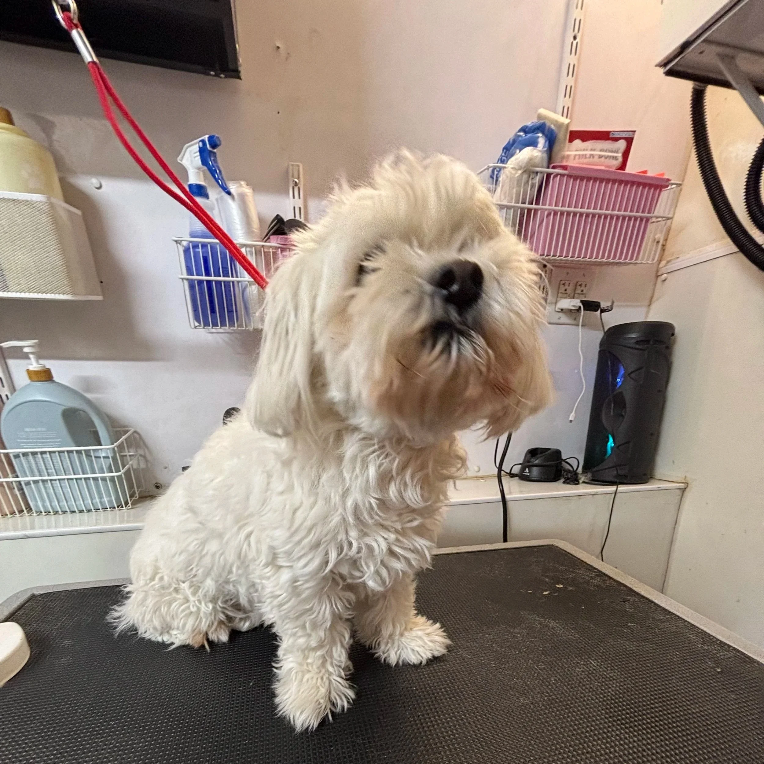 A fluffy white dog with black markings on its nose and eyes, standing on a black rubber mat in an indoor setting with shelves and various cleaning supplies in the background.