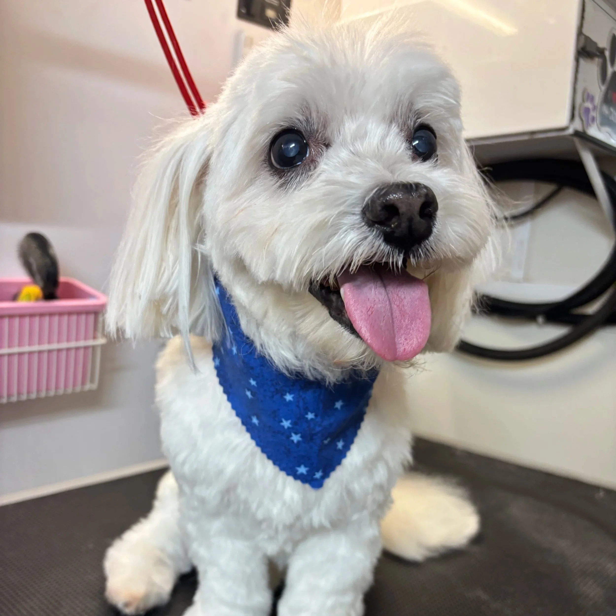Close-up of a small white dog with dark eyes and a pink tongue, wearing a blue star-patterned outfit. The background includes a pink basket and household items.