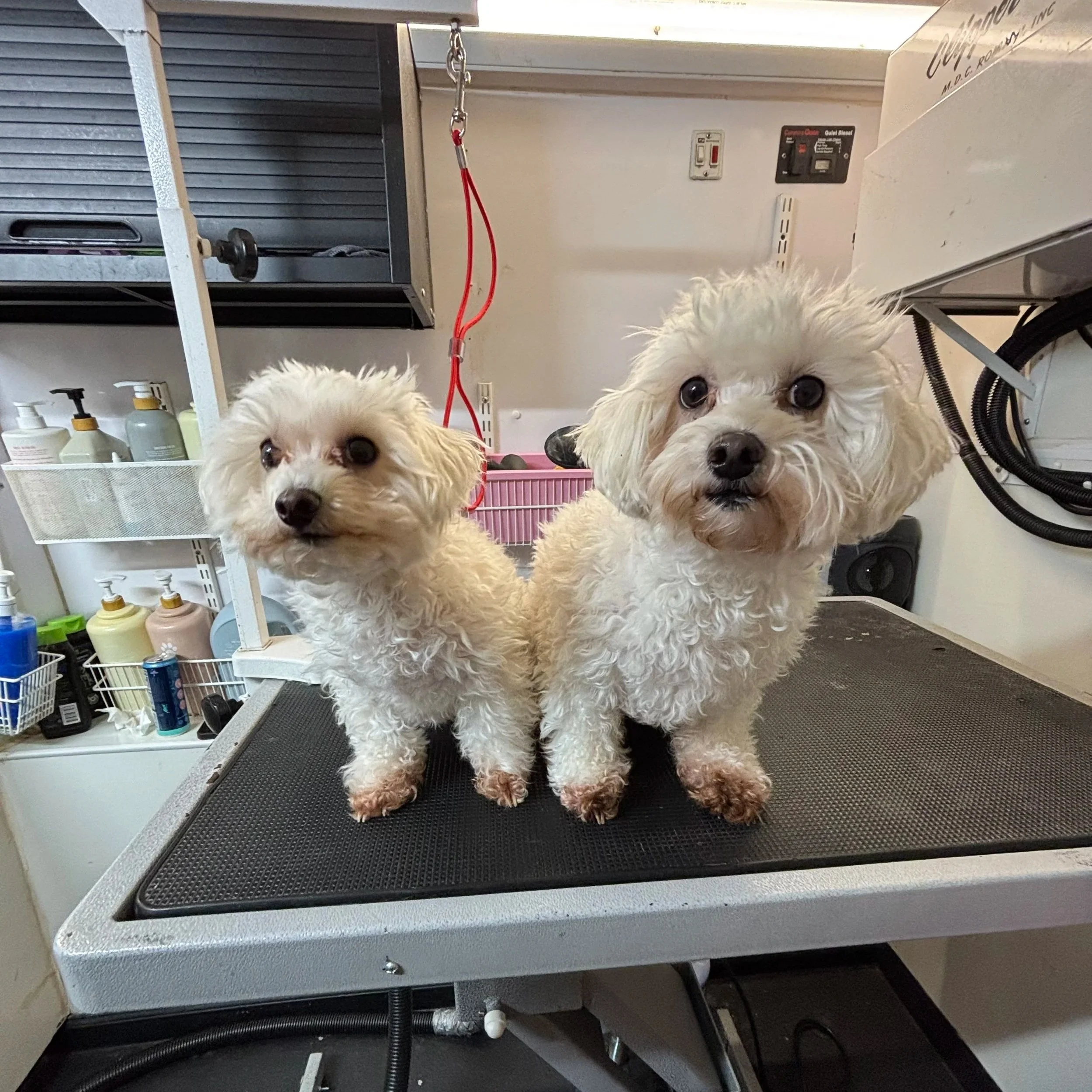 Two small white dogs with curly fur and dark eyes are on a grooming table in a pet grooming salon, with grooming tools and supplies visible in the background.