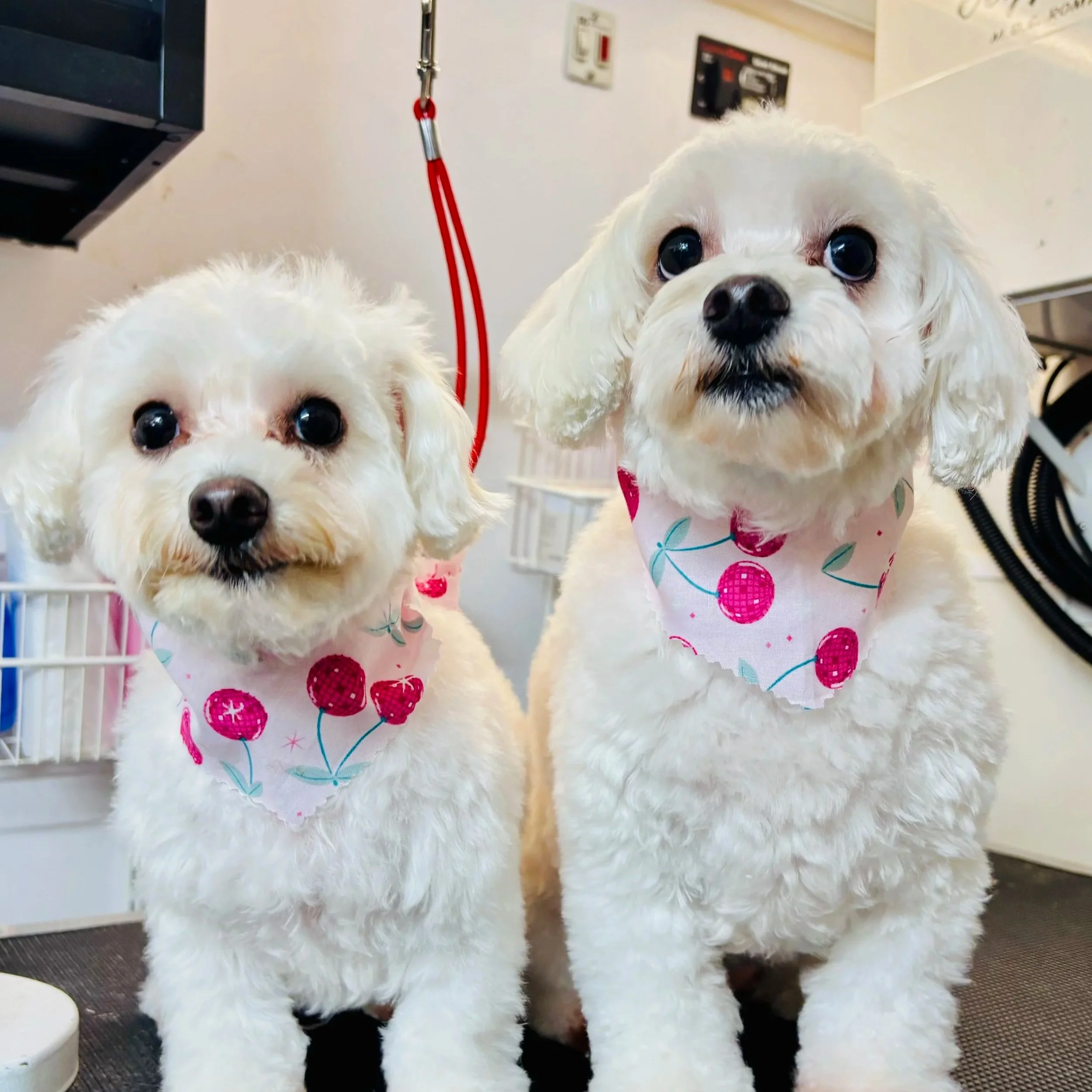 Two fluffy white puppies with black spots on their paws, wearing colorful patterned bandanas, inside a veterinary clinic.