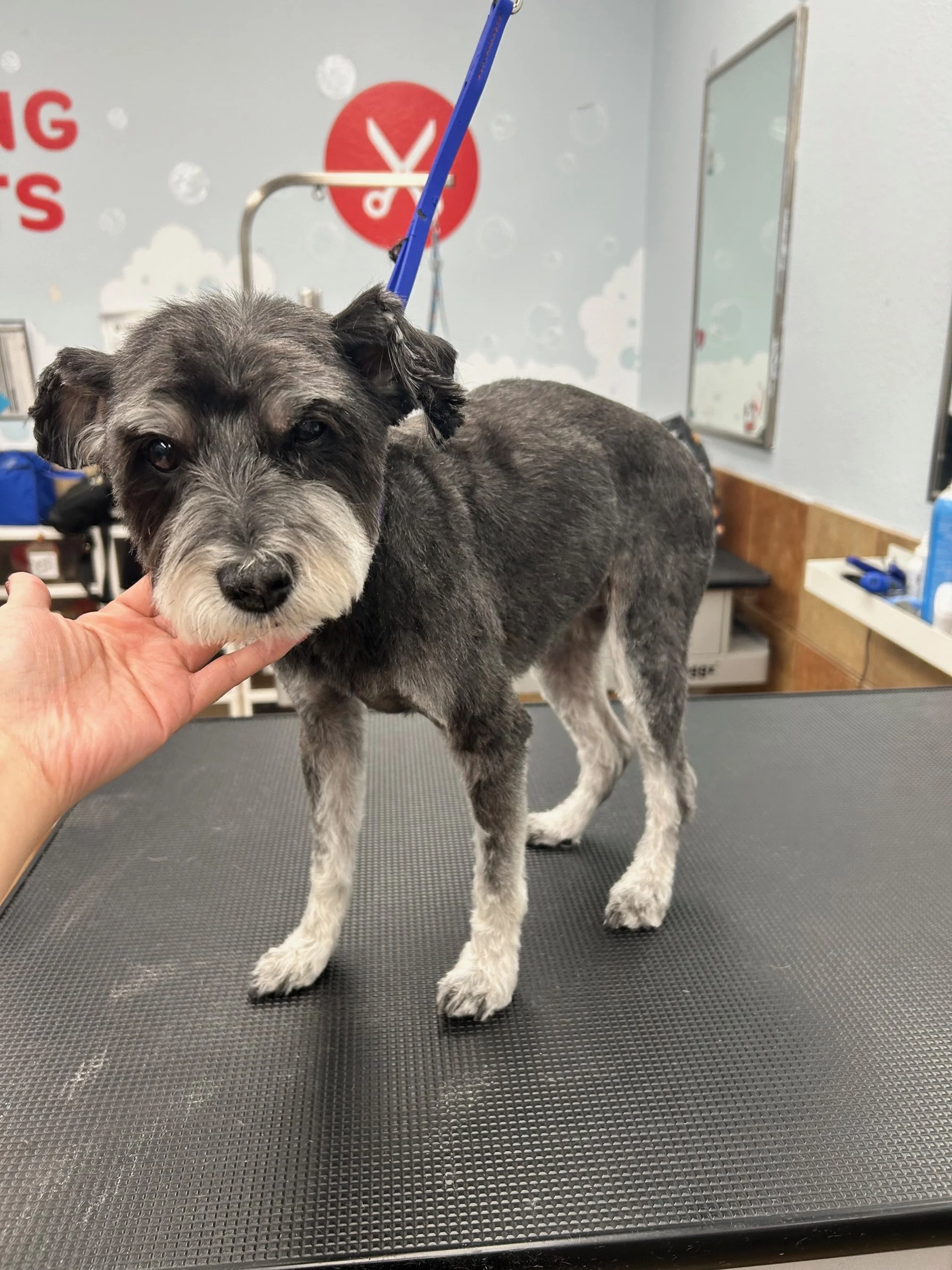 A small gray and black dog standing on a grooming table with a person holding its chin, in a grooming salon with a mirror and grooming supplies in the background.