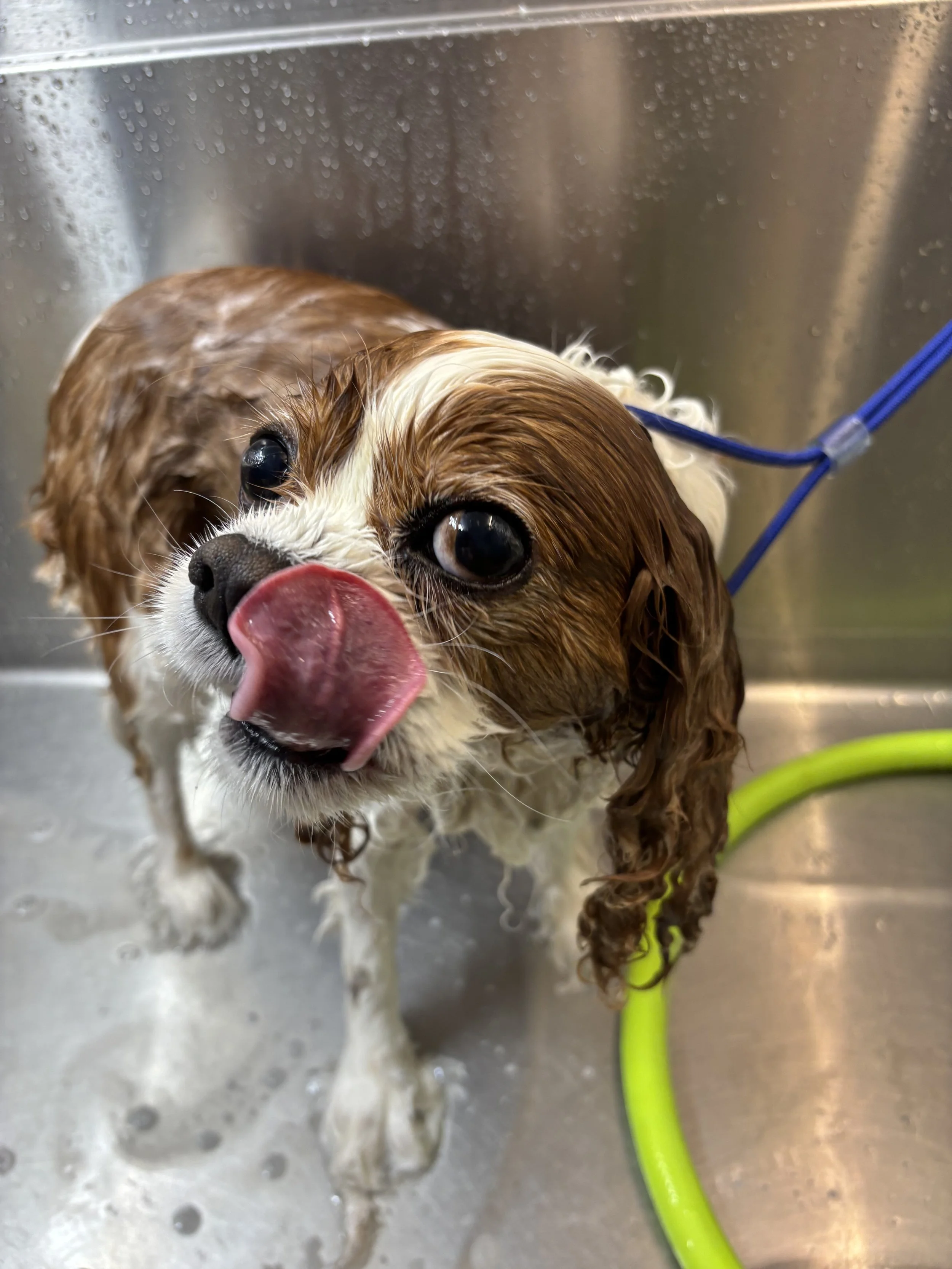 A wet Cavalier King Charles Spaniel dog with wet fur and big dark eyes, licking its nose, standing in a stainless steel sink with a green hose nearby.