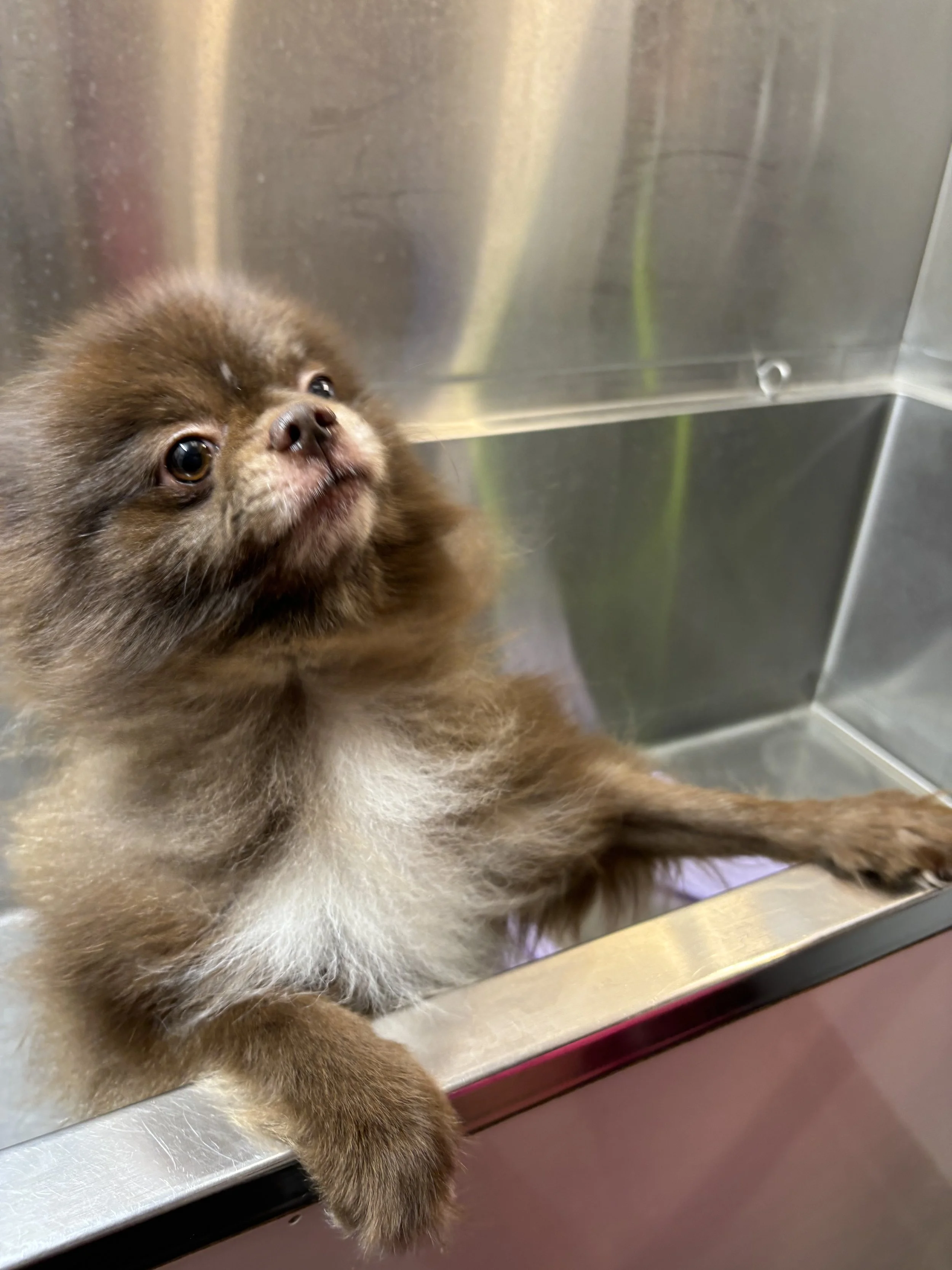 A small brown and white dog lying on a stainless steel examination table.