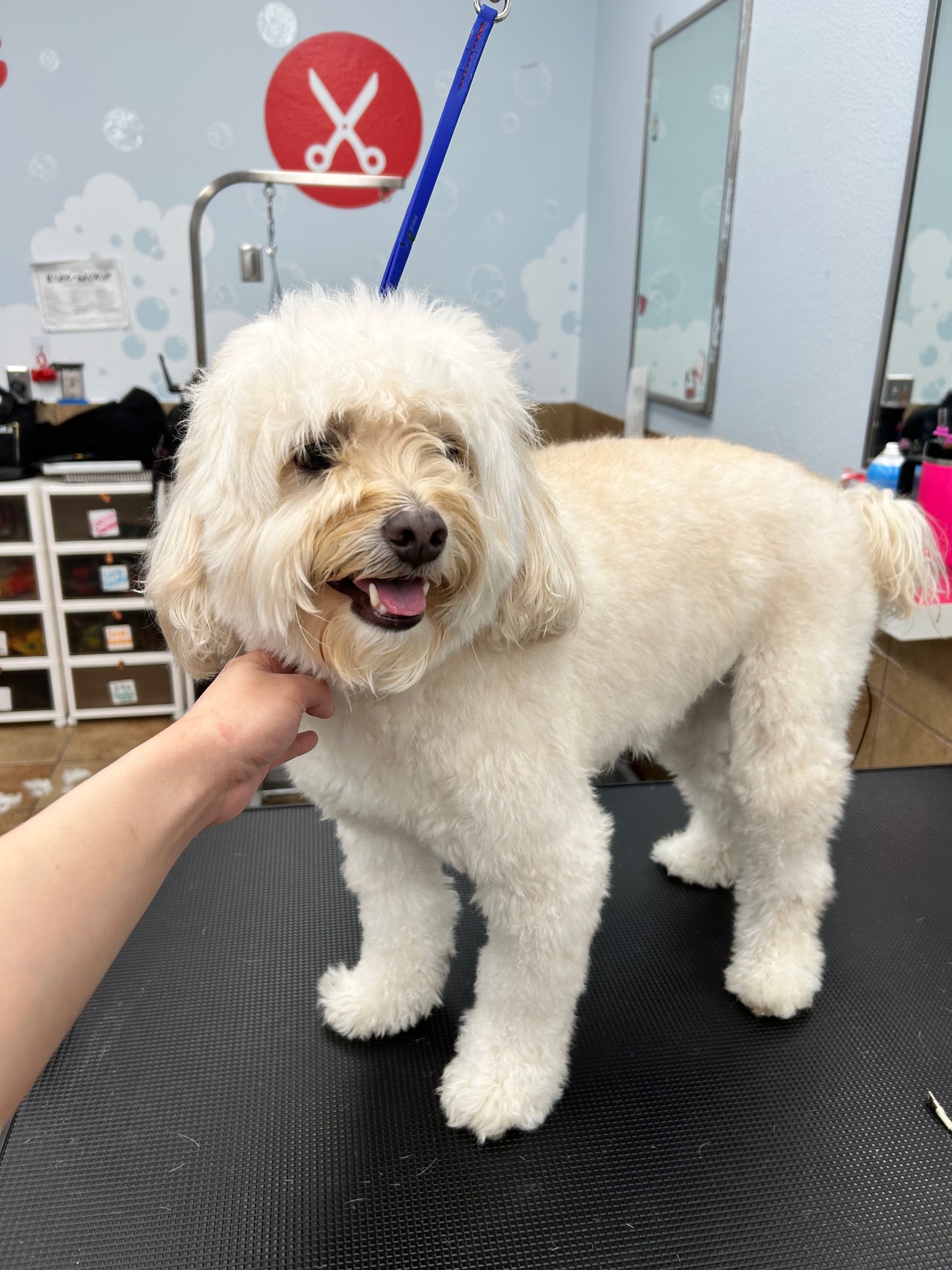 A fluffy, cream-colored dog with a curly coat standing on a grooming table, having its head gently held by a person's hand. The dog is in a grooming salon with a scissors sign on the wall and various grooming tools and supplies visible in the backgro