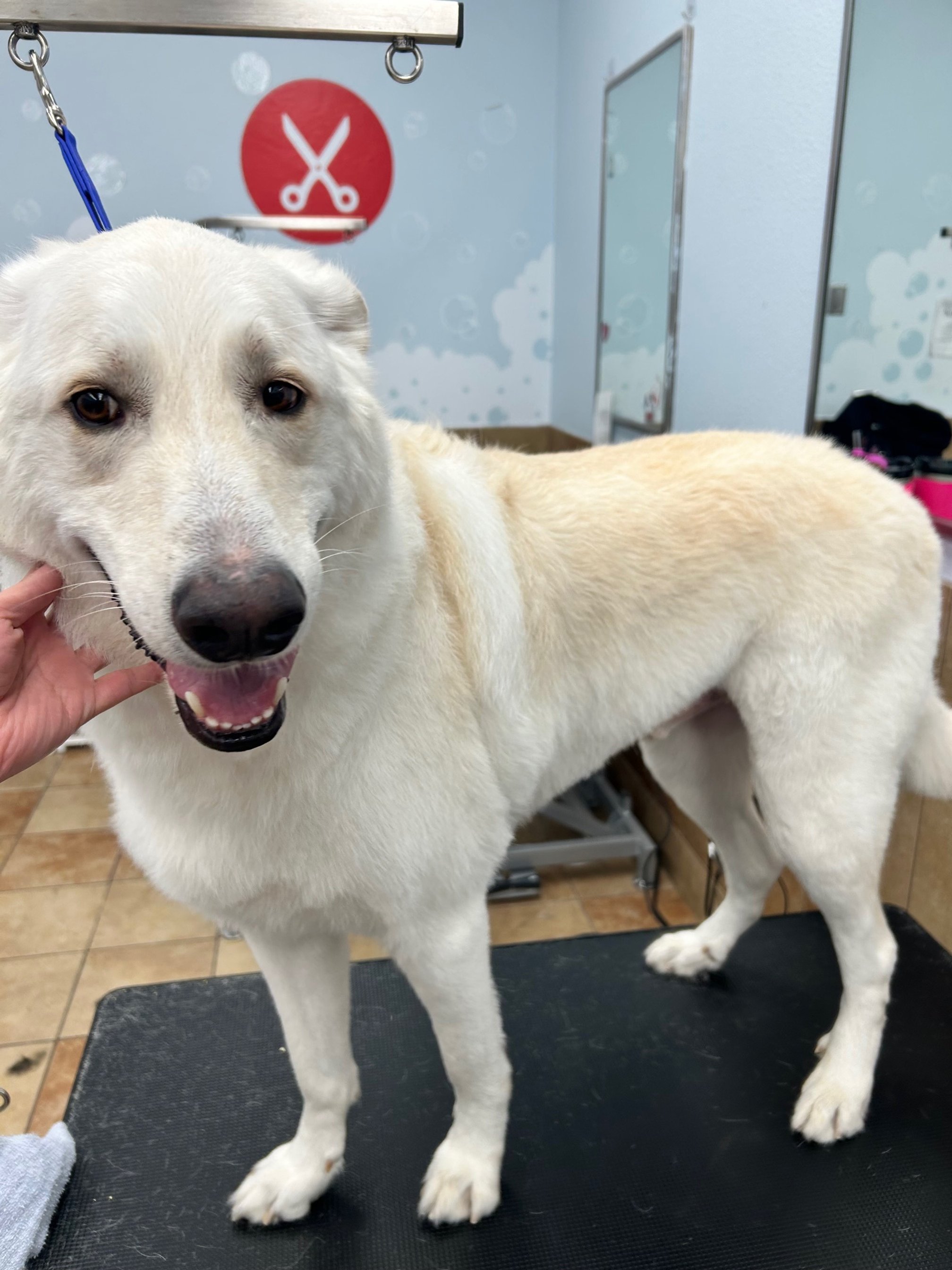 Close-up of a happy white dog with a light cream coat, sitting on a grooming table in a pet grooming salon. The background shows a wall with a scissors icon and grooming supplies.