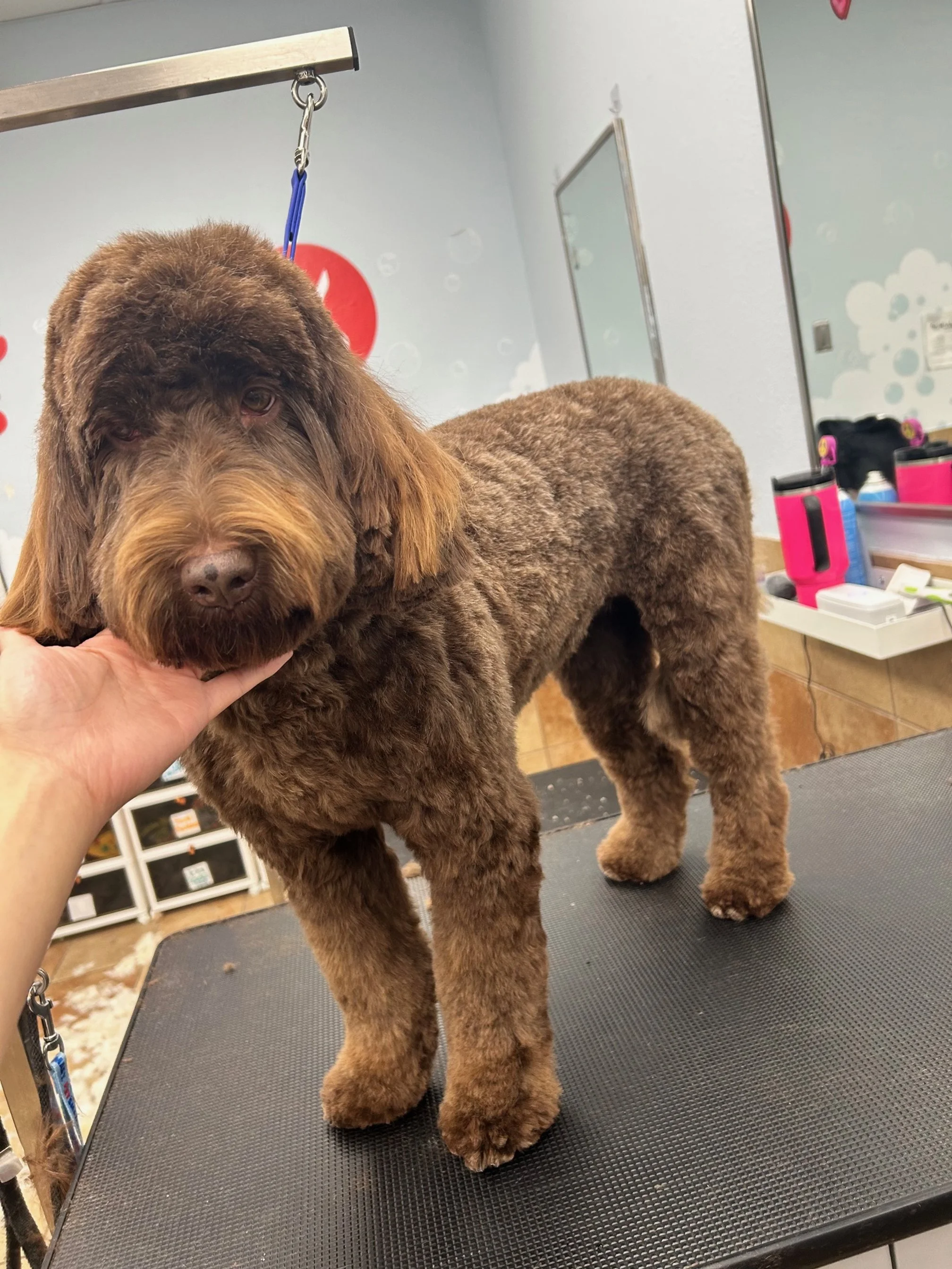 A brown, curly-haired dog on a grooming table, being held gently by a hand, with grooming supplies and a mirror in the background.