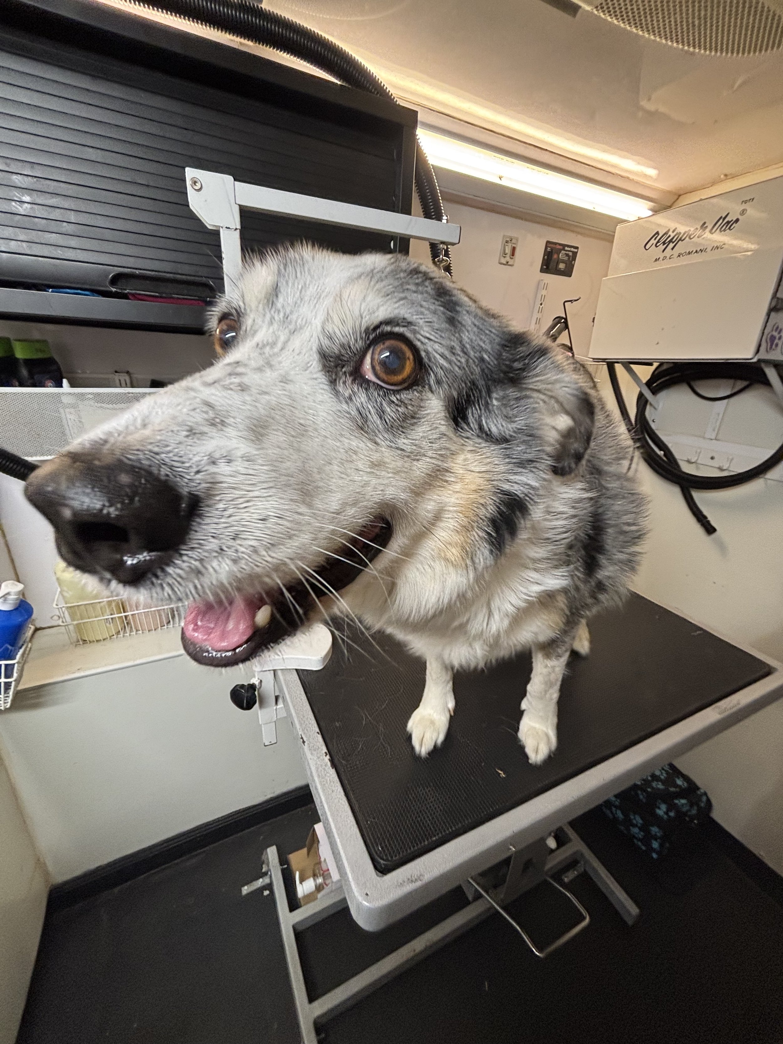 A dog, possibly an Australian Shepherd, is standing on a grooming table at a grooming station, with grooming tools and supplies visible in the background.