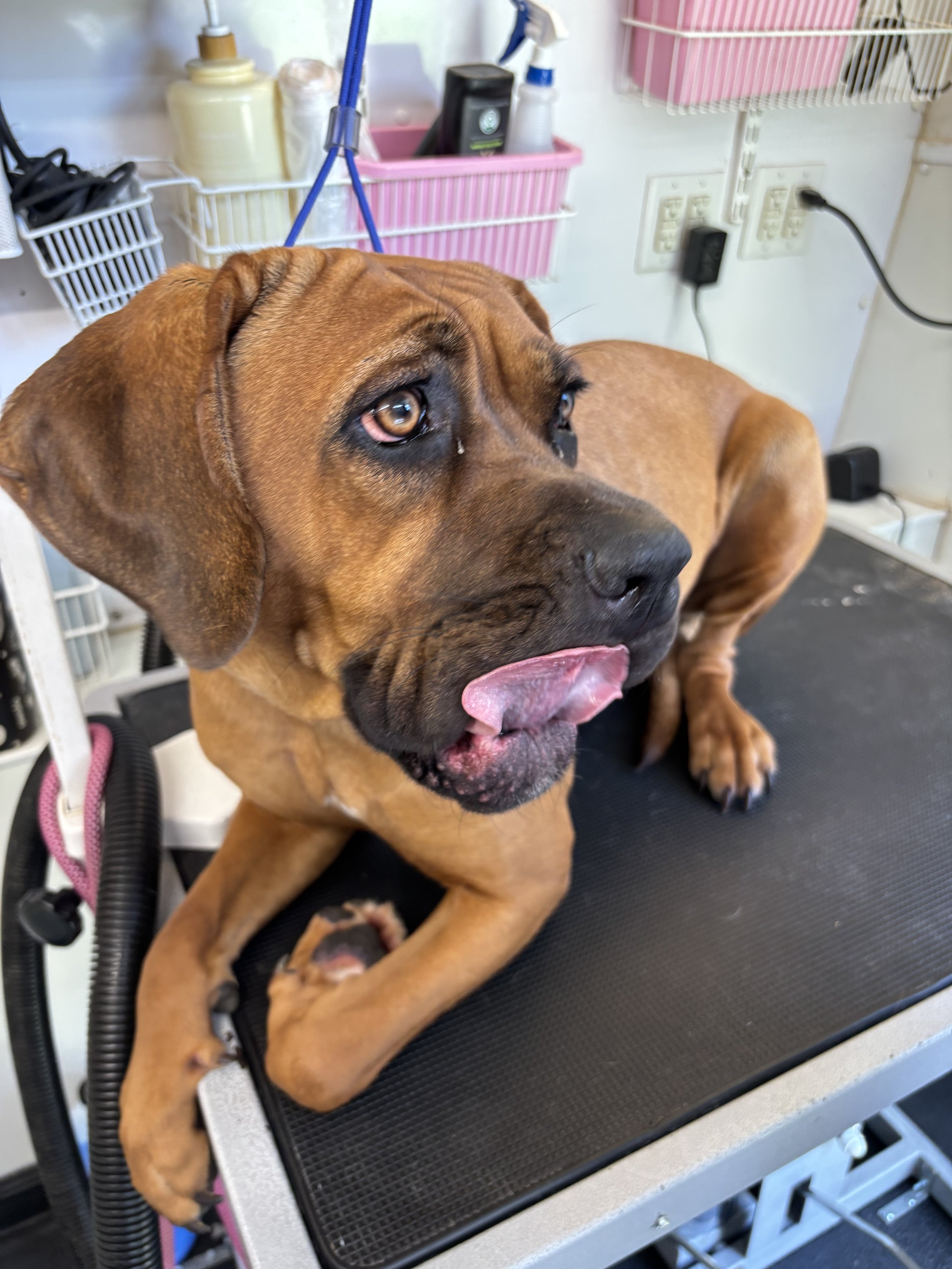 A brown dog with a black nose and expressive eyes lying on a black grooming table, with part of its tongue visible. In the background, there are pink and white storage baskets mounted on a wall, containing grooming supplies, and multiple electrical o