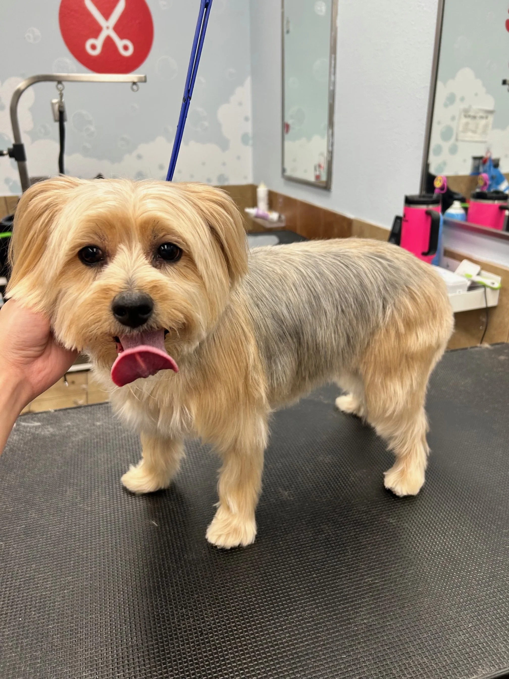 A small, fluffy, light brown dog standing on a grooming table at a pet grooming salon, with grooming supplies and a mirror in the background.
