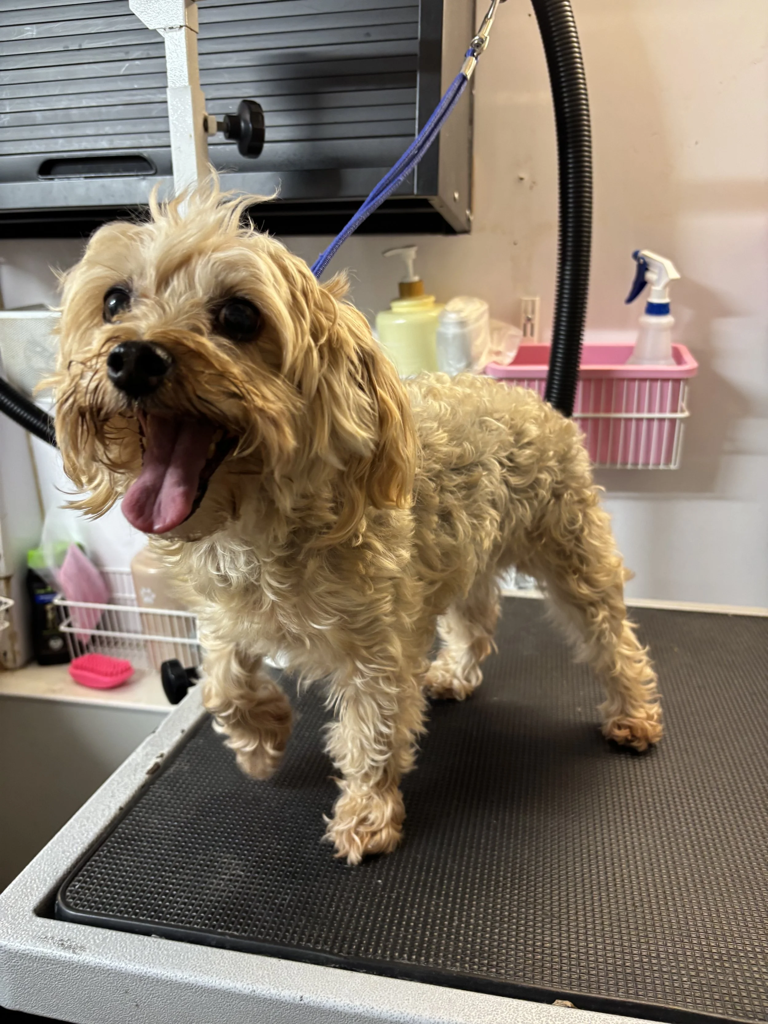 A small, curly-haired dog standing on a grooming table at a pet grooming salon. The dog has its mouth open and appears happy or yawning. Behind it are grooming supplies, including spray bottles and a pink basket.