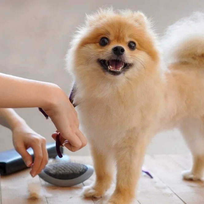 A fluffy Pomeranian dog with a happy expression, standing on a wooden floor, being groomed or cleaned by a person.