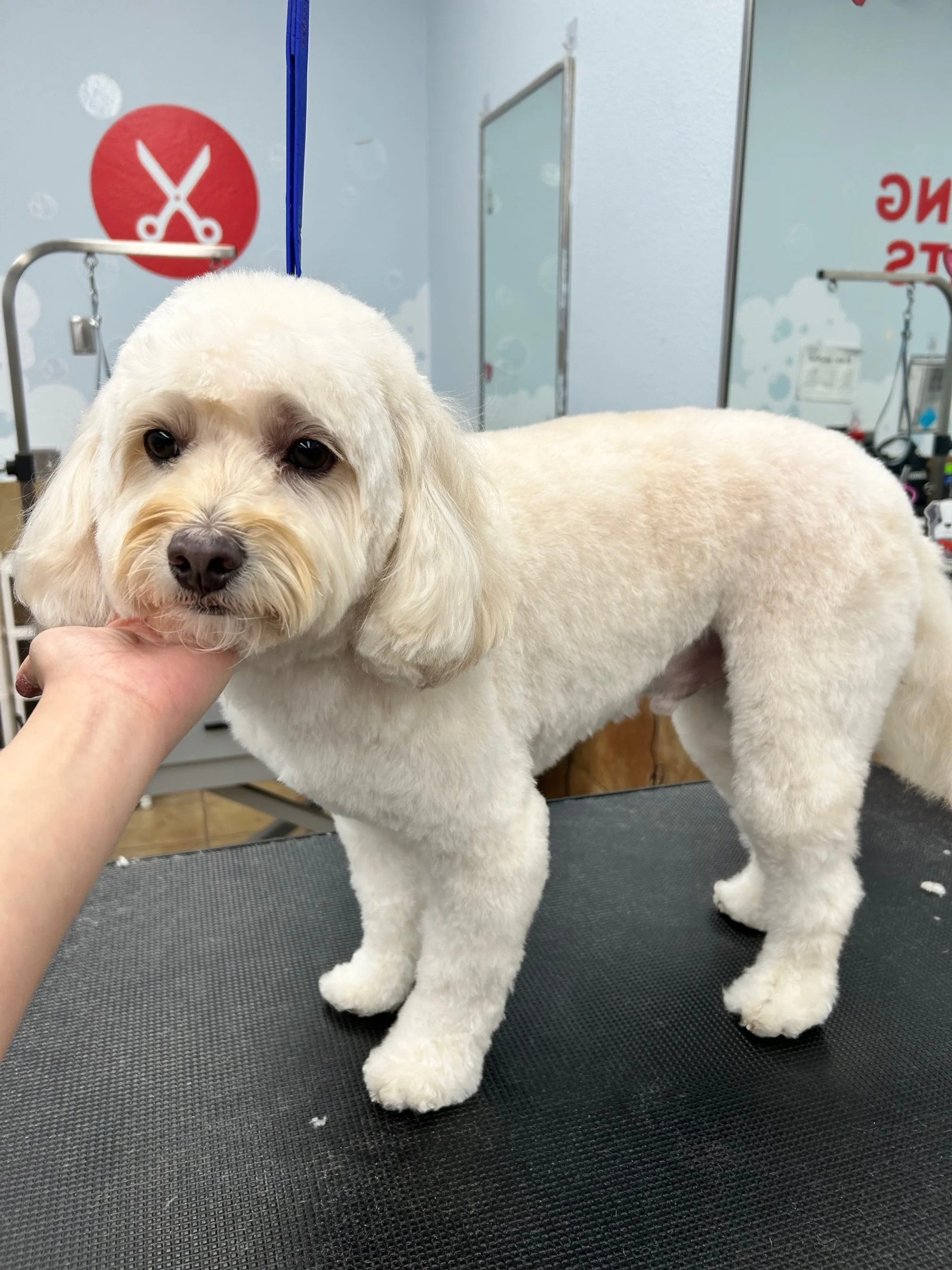 A small, fluffy, cream-colored dog with big dark eyes at a grooming table in a pet salon.
