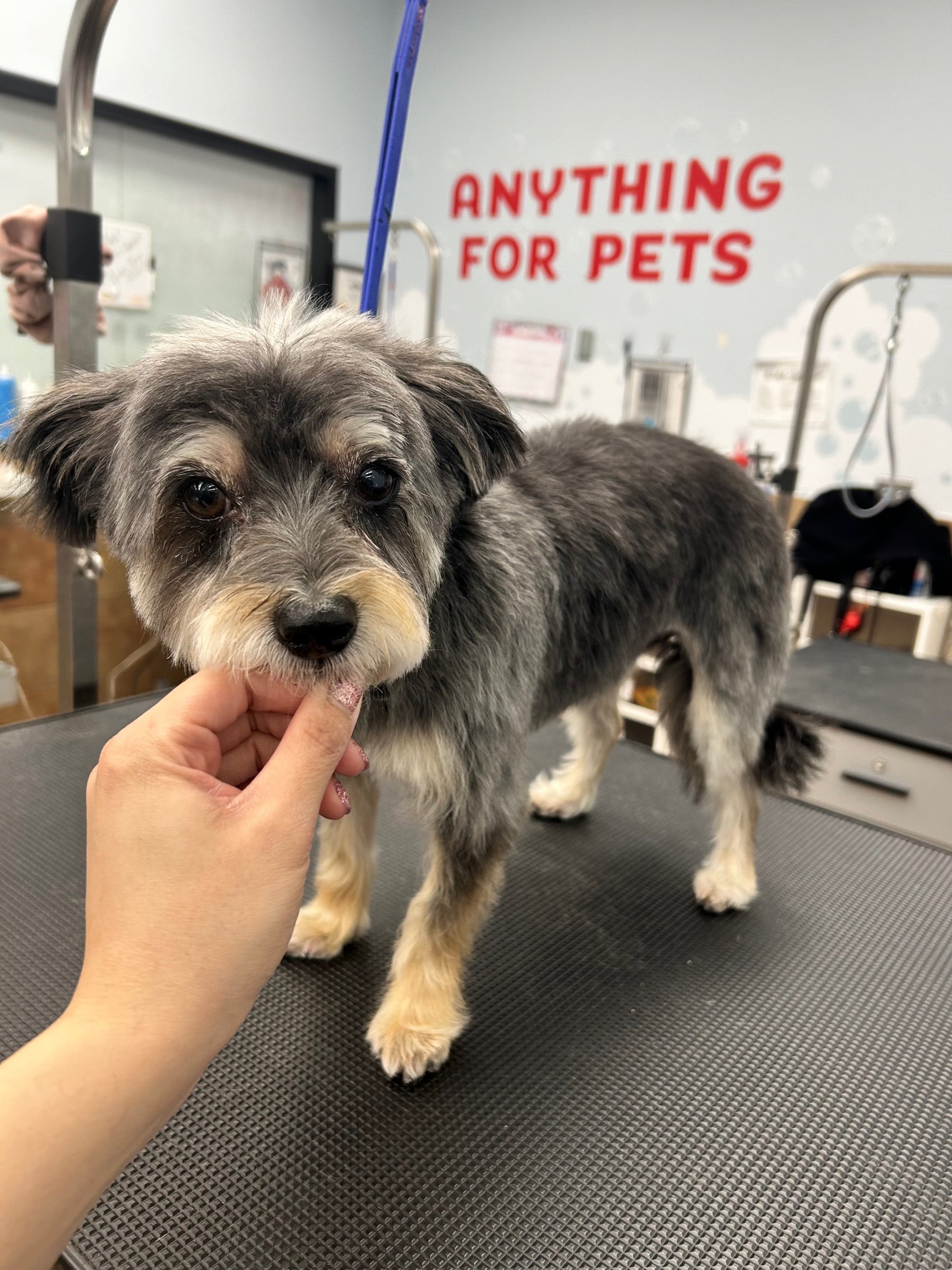 Young Dachshund with gray and black fur standing on a grooming table at a pet grooming salon, being held by a person's hand.