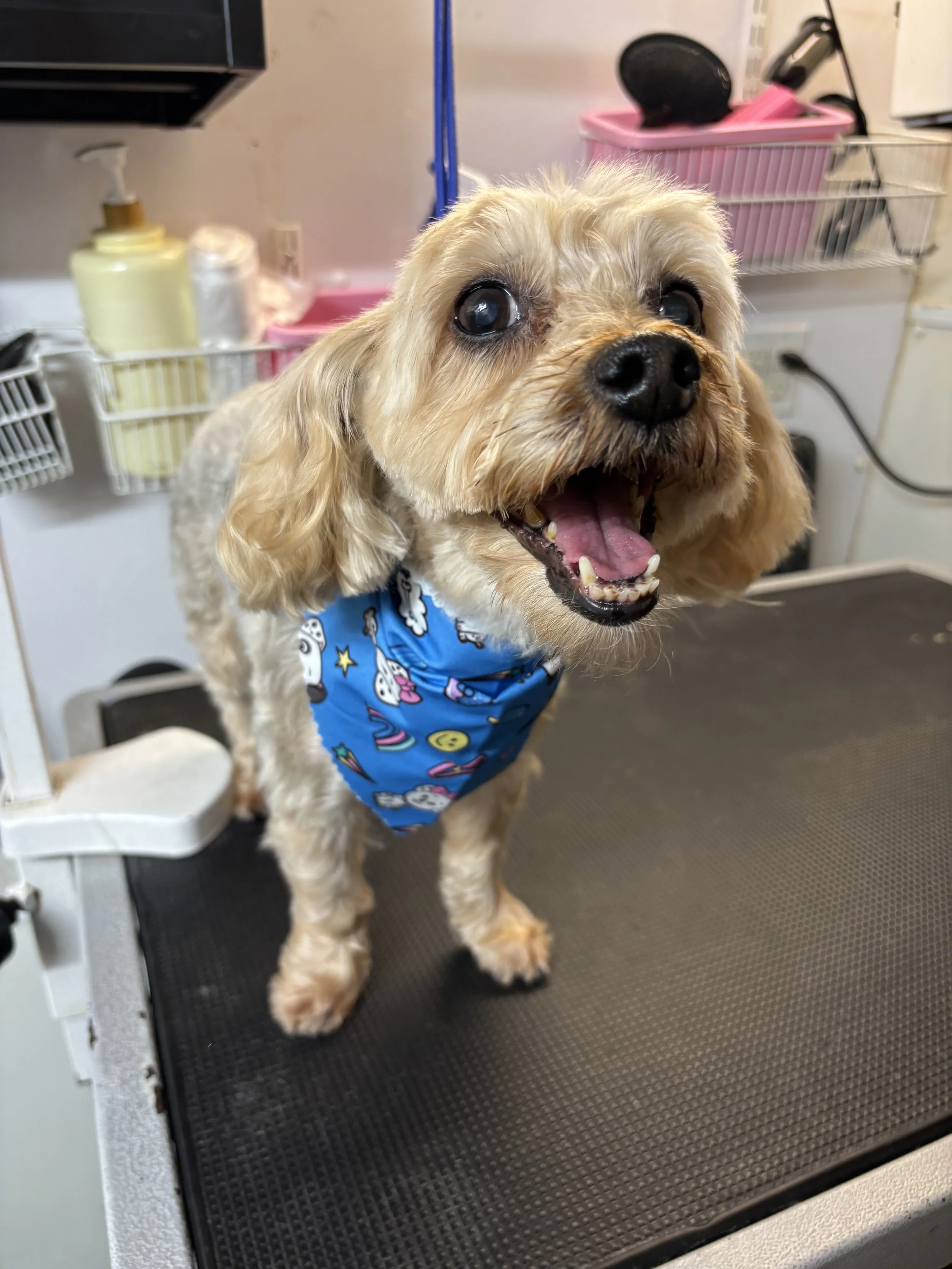 A small dog with cream-colored fur wearing a blue bandana with cartoon characters, standing on a grooming table in a pet grooming salon.