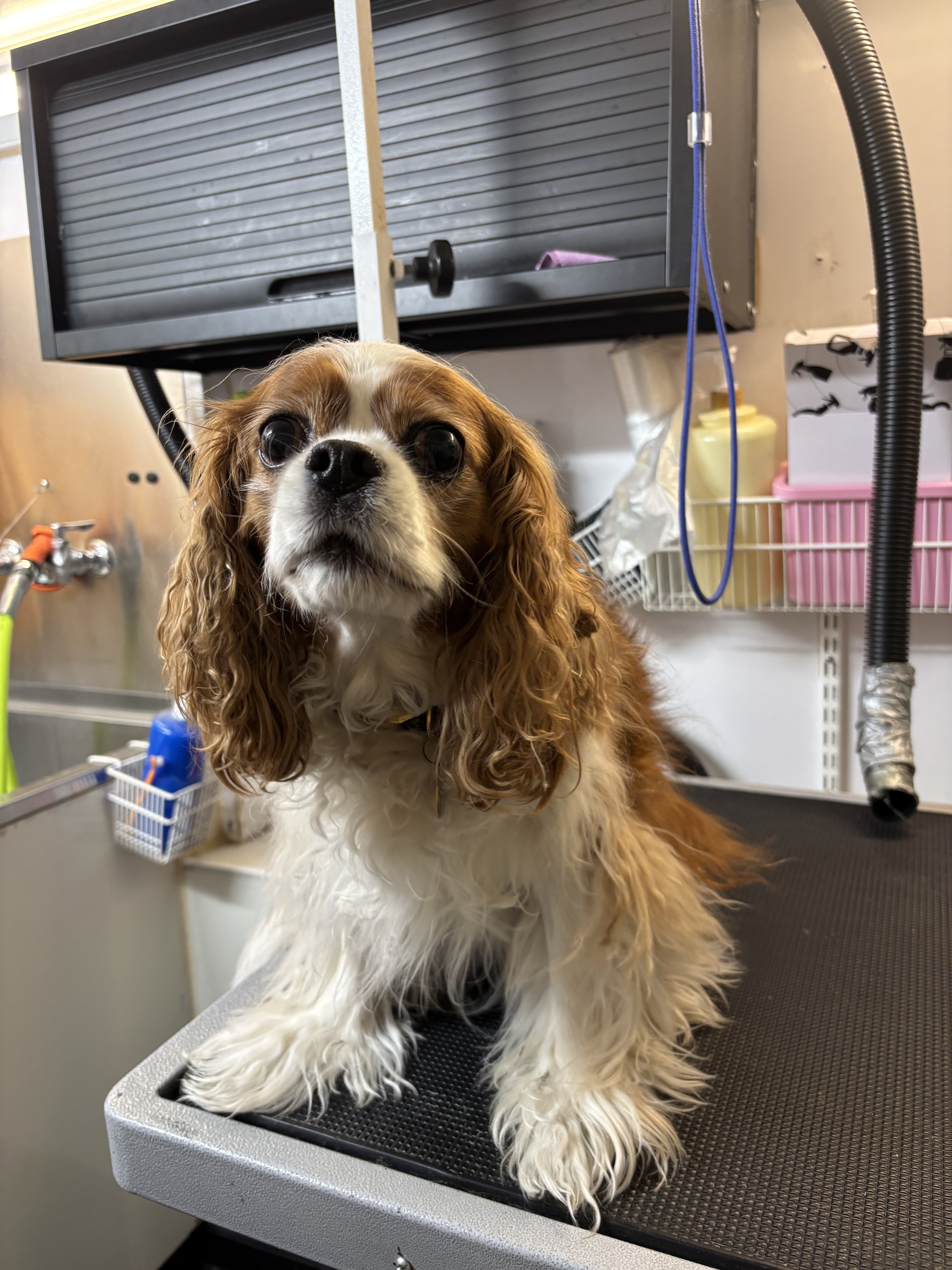 Cavalier King Charles Spaniel dog on grooming table at a pet grooming station.