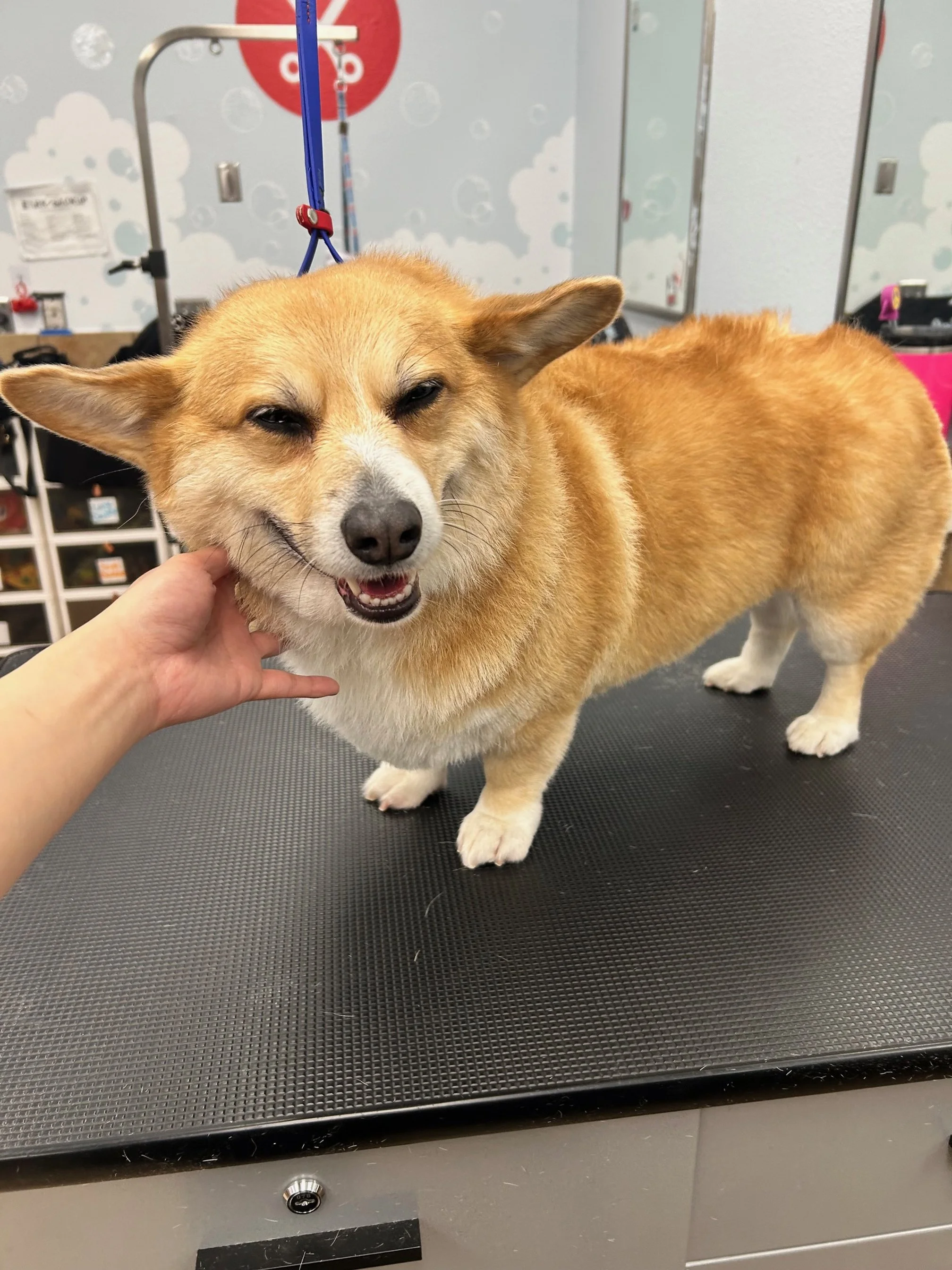 A happy corgi dog on a grooming table at a pet grooming salon, with a person petting its chin. The background shows grooming tools, shelves, and a wall with cloud and snowflake patterns.
