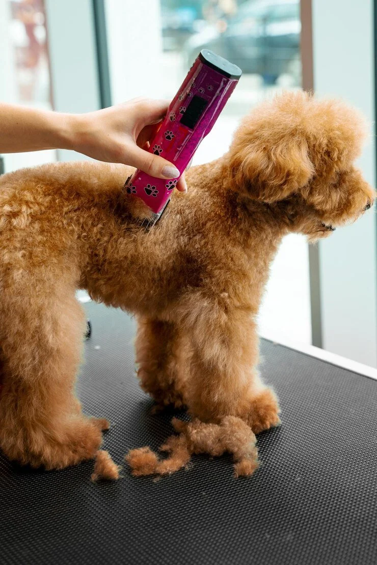 A person grooming a small, curly-haired brown dog with a pet grooming tool, shedding fur on a grooming table near a large window.