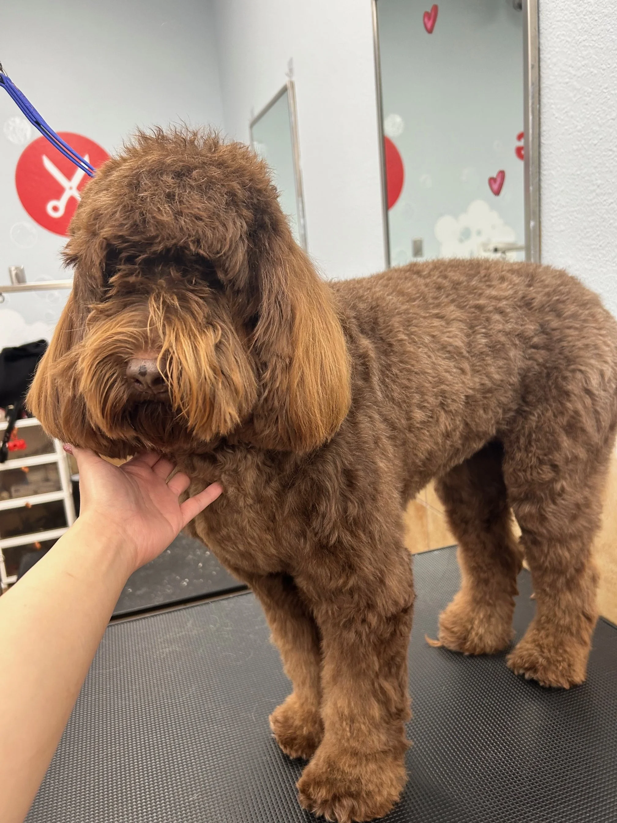 A brown, curly-haired dog, likely a poodle or similar breed, stands on a grooming table at a pet grooming salon. Someone is gently holding the dog's chin while it looks at the camera.