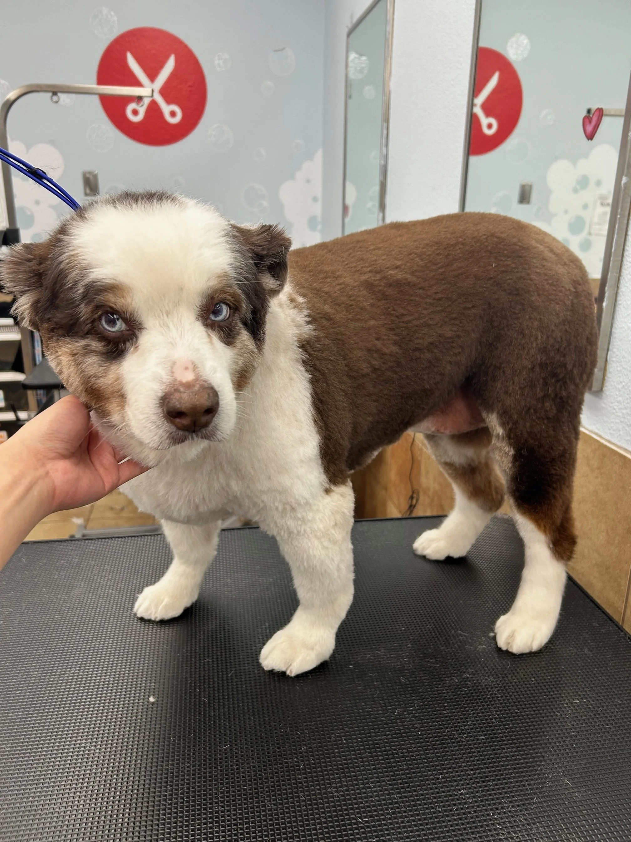Close-up of an Australian Shepherd puppy with blue eyes being held by a person's hand, standing on a grooming table, with multicolored fur and a brown and white dog in the background.