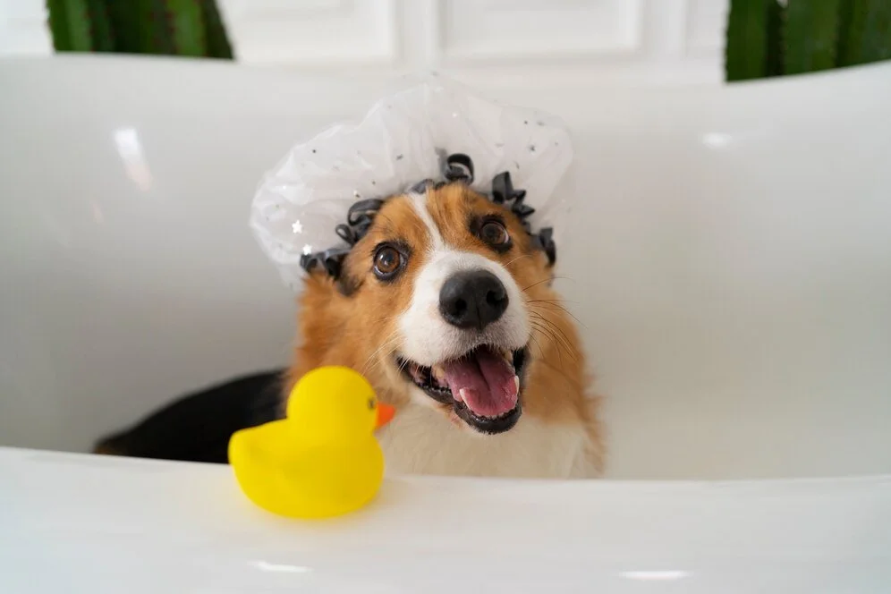 A happy dog with a white and black bath hat, sitting in a white bathtub, with a yellow rubber duck nearby.