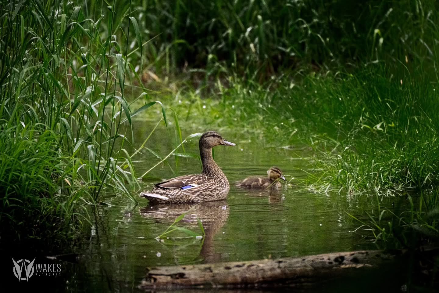 While we hope to see more ducklings, sometimes reality tells a different story. Appreciation for these birds starts well before the Fall.

#withoutexcuse #wakesoutdoors #mallard #sonyalpha #broodingseason #wisconsin #conservation