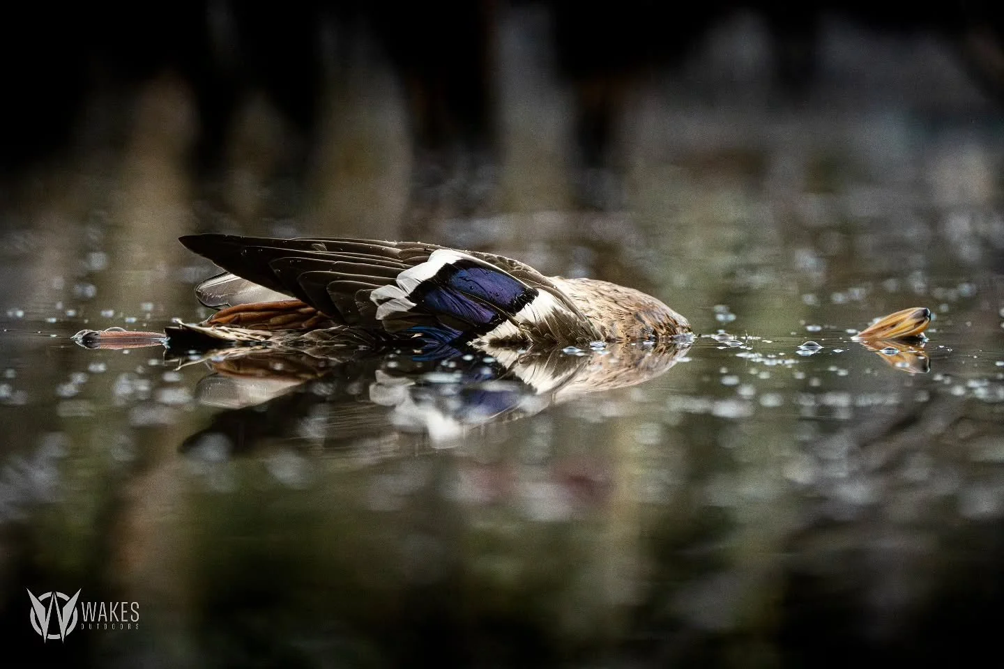 Belly up with no bird tech to tip? No complaints around here!

#withoutexcuse #wakesoutdoors #wisconsin #mallards #birddogs #sonyalpha #ducks #bellyup