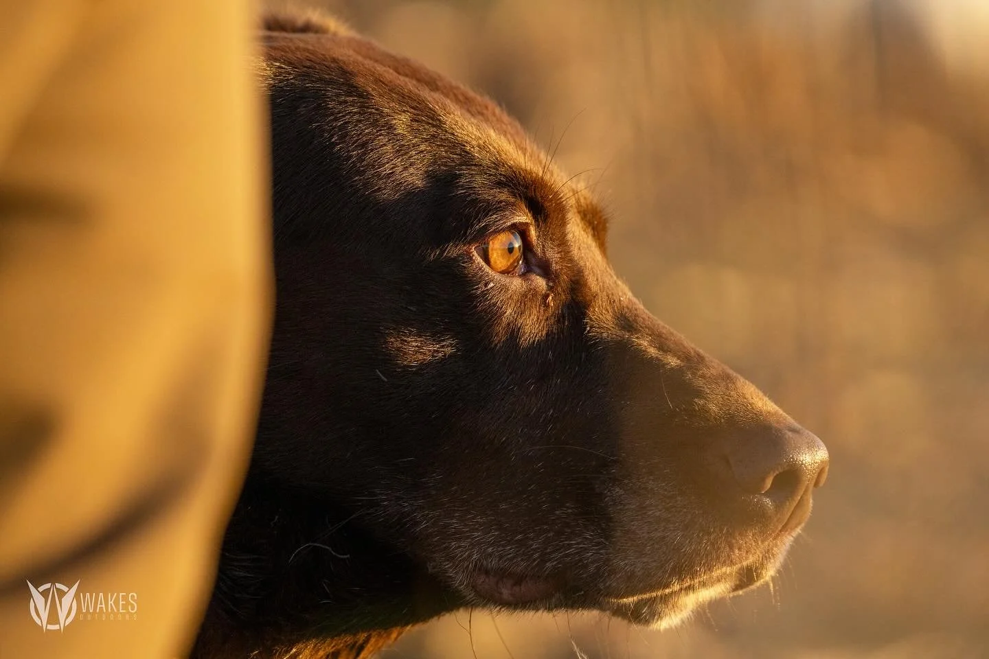 We don&rsquo;t get the chance to be around chocolate dogs too often, but when we do, we like em with a side of sunrise and geese in our face!

#withoutexcuse #wakesoutdoors #wisconsin #chocolatelabrador #corn #sunrise #gooutdoors #sonyalpha #noflyzon