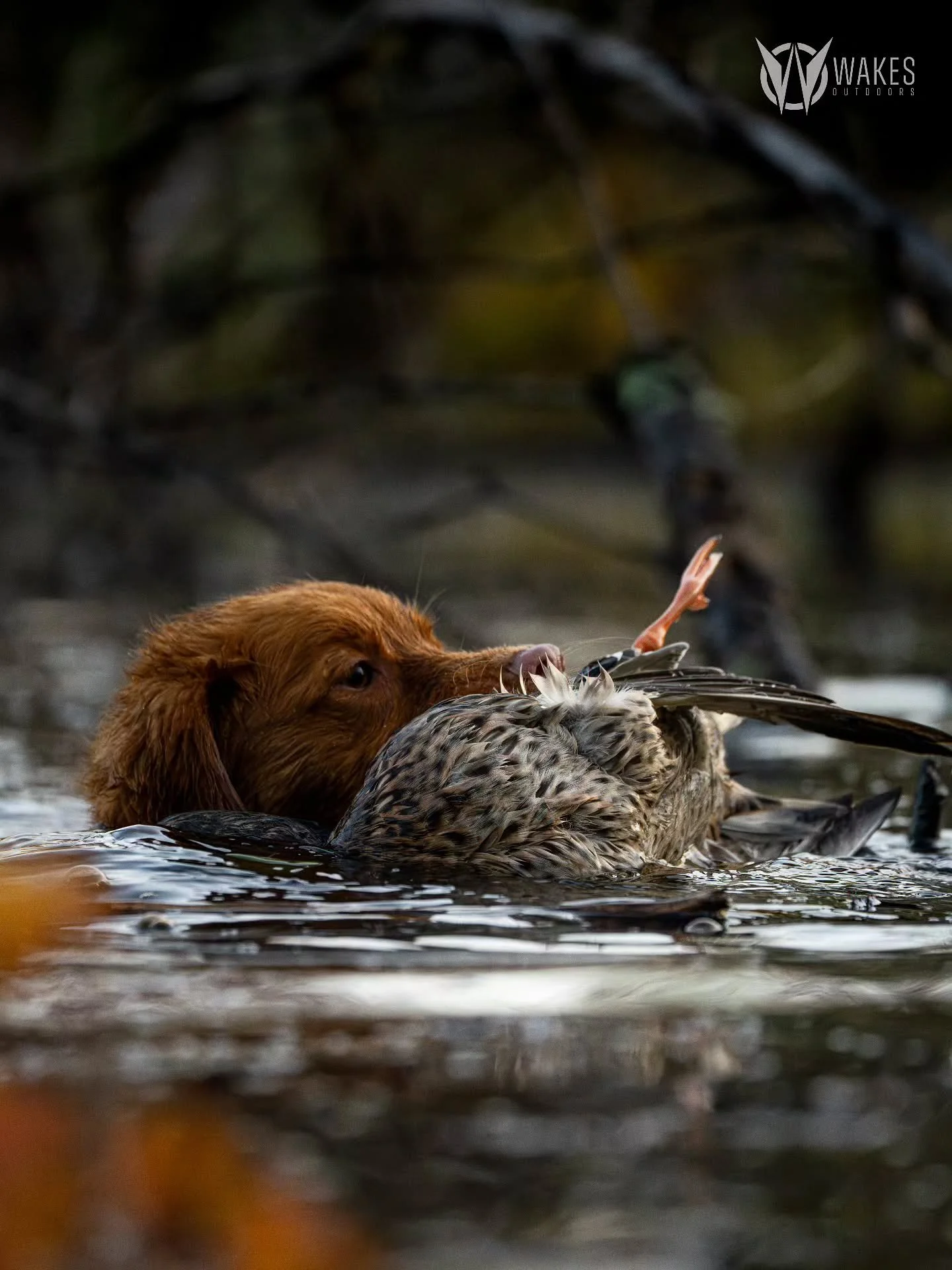 Driven to get the job done.

#withoutexcuse #wakesoutdoors #toller #wisconsin #mallards #sonyalpha #duckseason