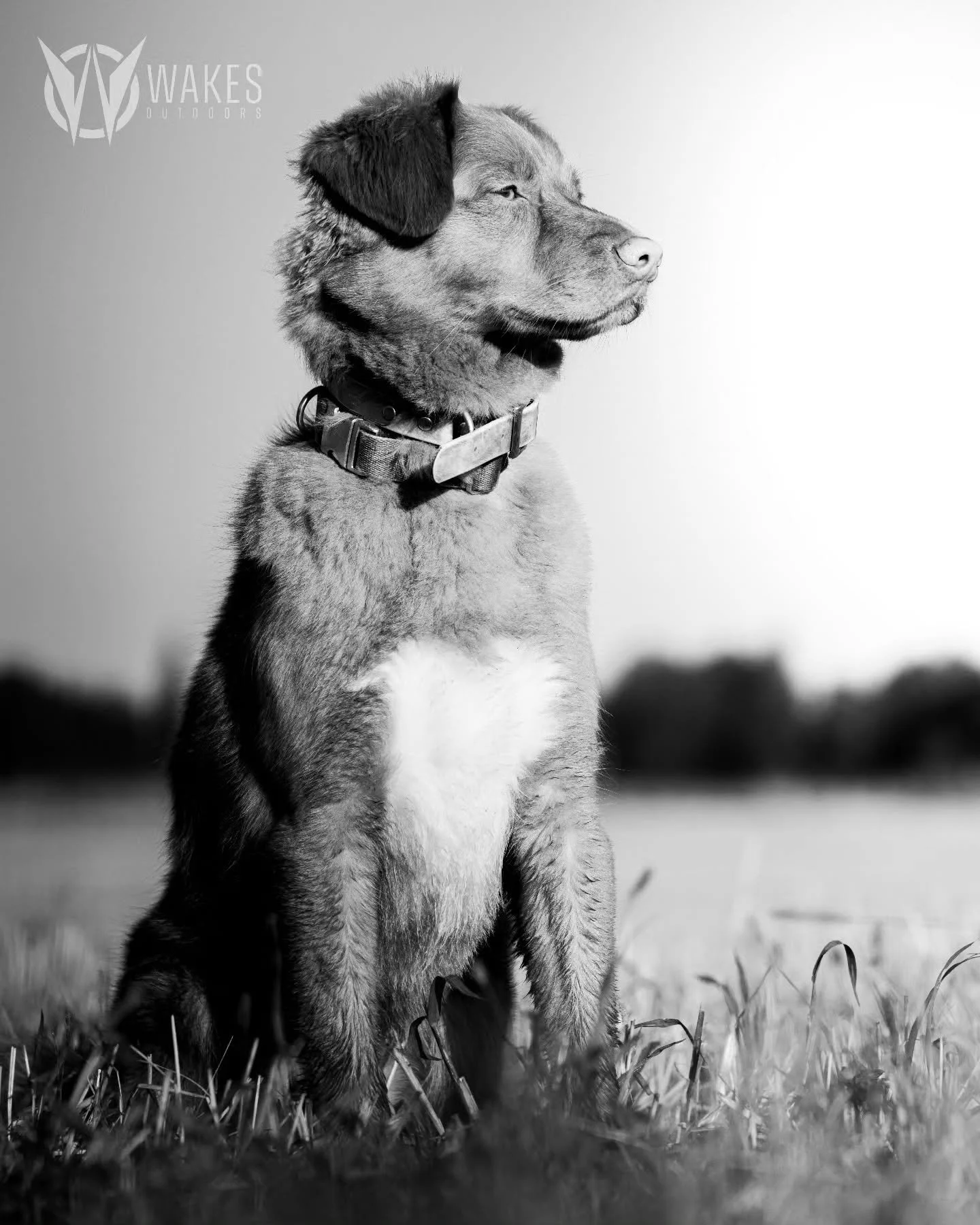 Eye's on the horizon. The hunt might be over but you just never know...

#withoutexcuse #wakesoutdoors #toller #wisconsin #workingdogs #sonyalpha #trout