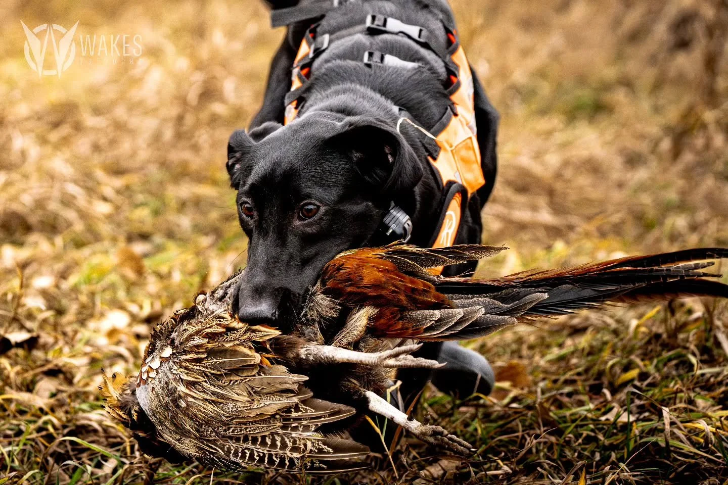 Never get tired of wild Pheasants in Nebraska. A new learning experience for the little one, but got it done. 

#withoutexcuse #wakesoutdoors #nebraska #wildpheasants #blacklabrador #sonyalpha #rekoileoutdoors #brushcreekretrievers