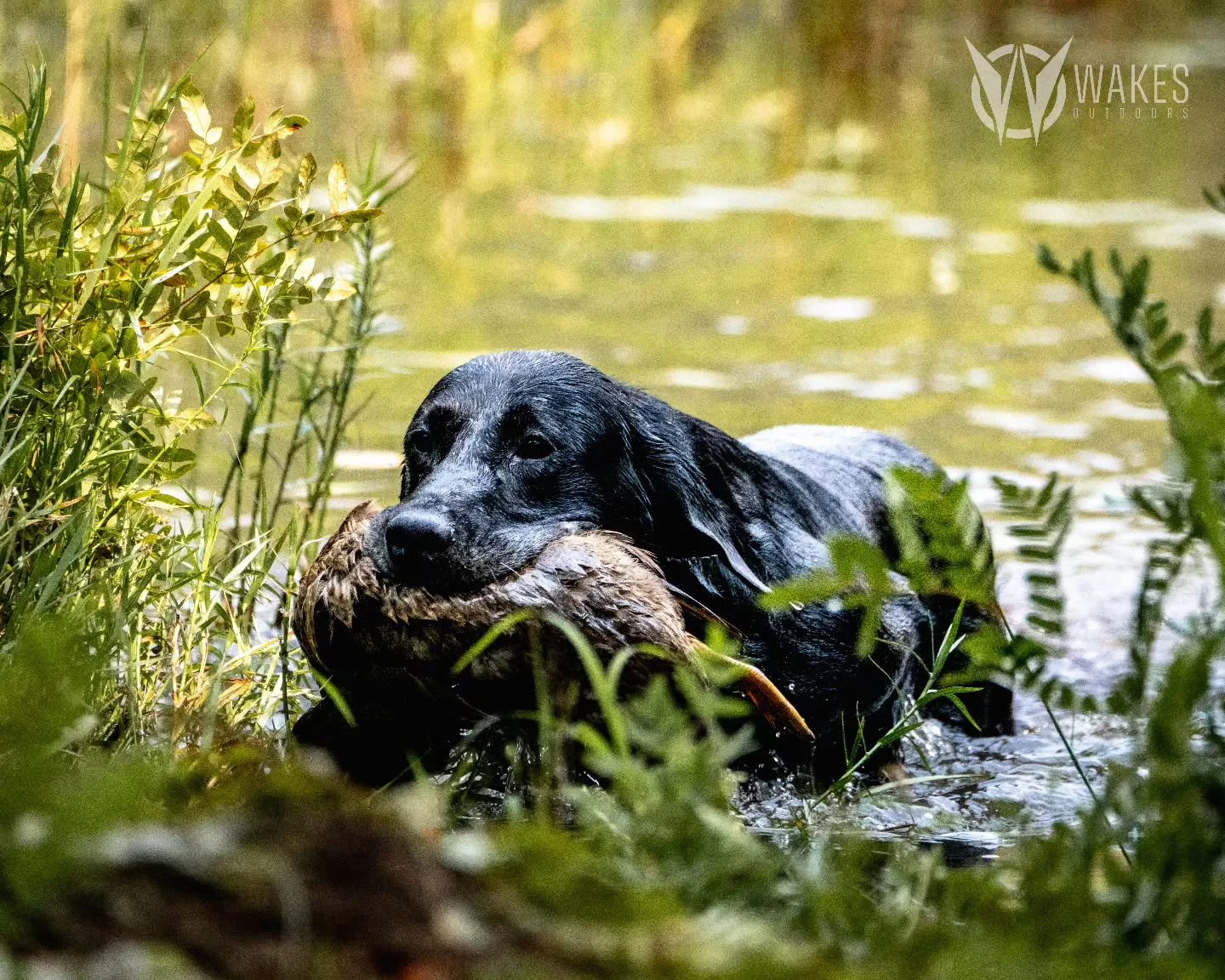 Steady workin'

Another day, another duck.

#withoutexcuse #wakesoutdoors #roy #sonyalpha #muddywatersretrieverclub
