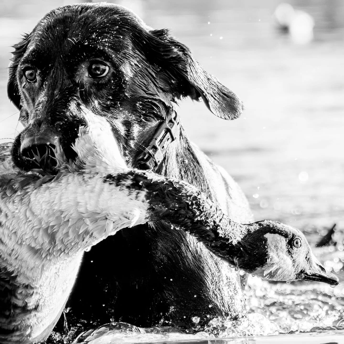 When I took this picture the first week of September, I had grand visions of what waterfowl season would look like with Lady. Four hunts in and she was looking more mature and dialed then ever for her season 2.

Unfortunately, following this hunt, he