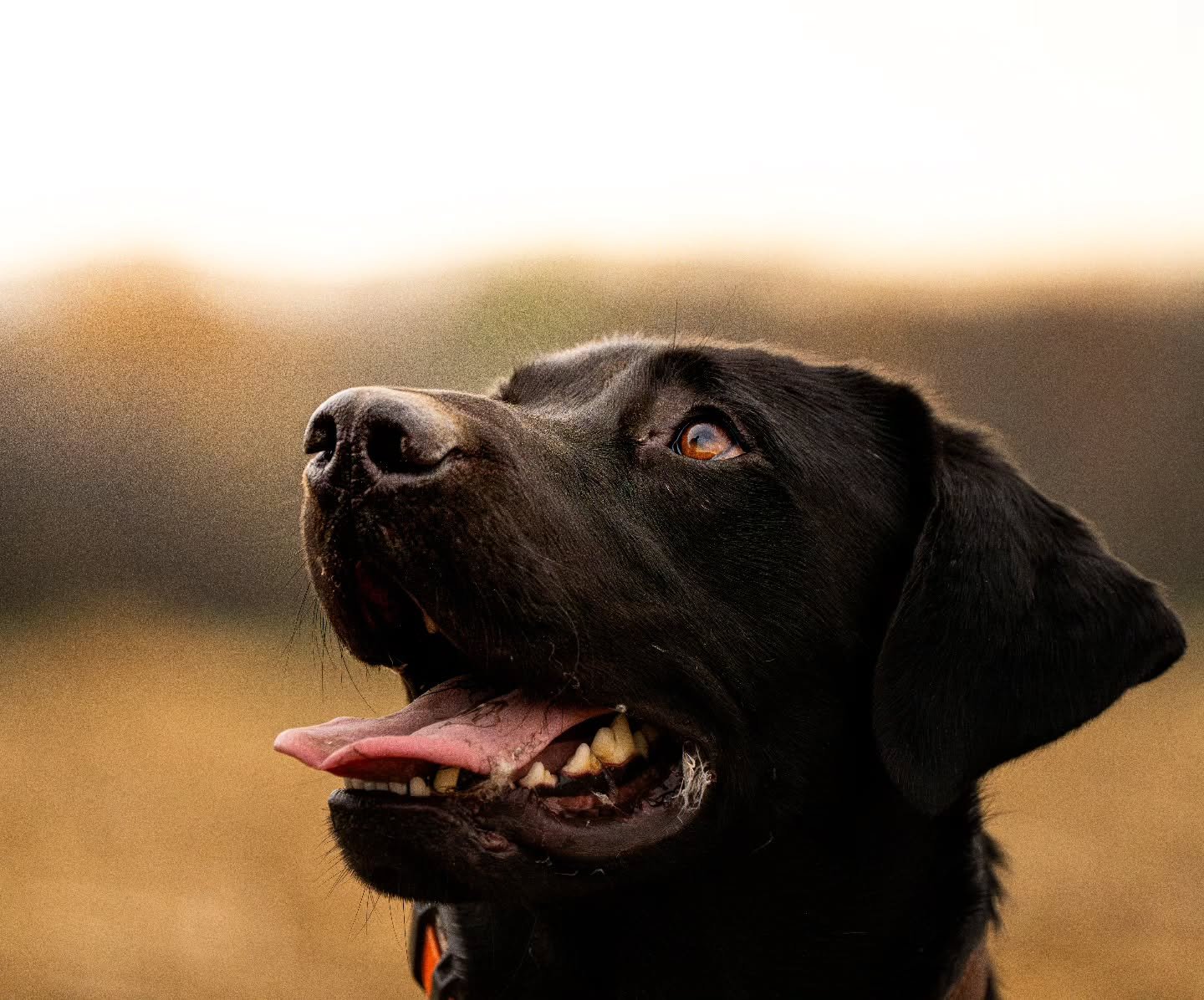 Left with a mouth full of feathers, scanning the sky for more...Oh, the optimism of a bird dog!

#withoutexcuse #wakesoutdoors #sonyalpha #wisconsin #blacklab #poweredbyinukshuk