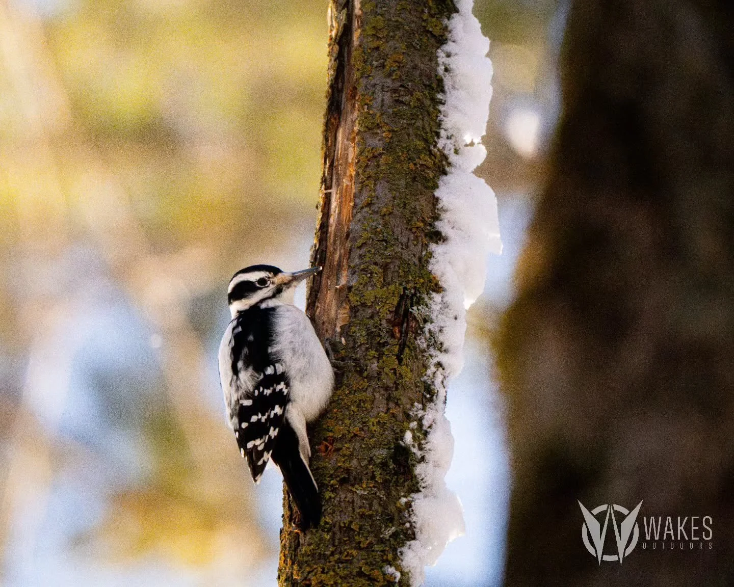 Breaking the silence of winter in the woods.

#withoutexcuse #wakesoutdoors #wisconsin #wildlifephotography #sonyalpha