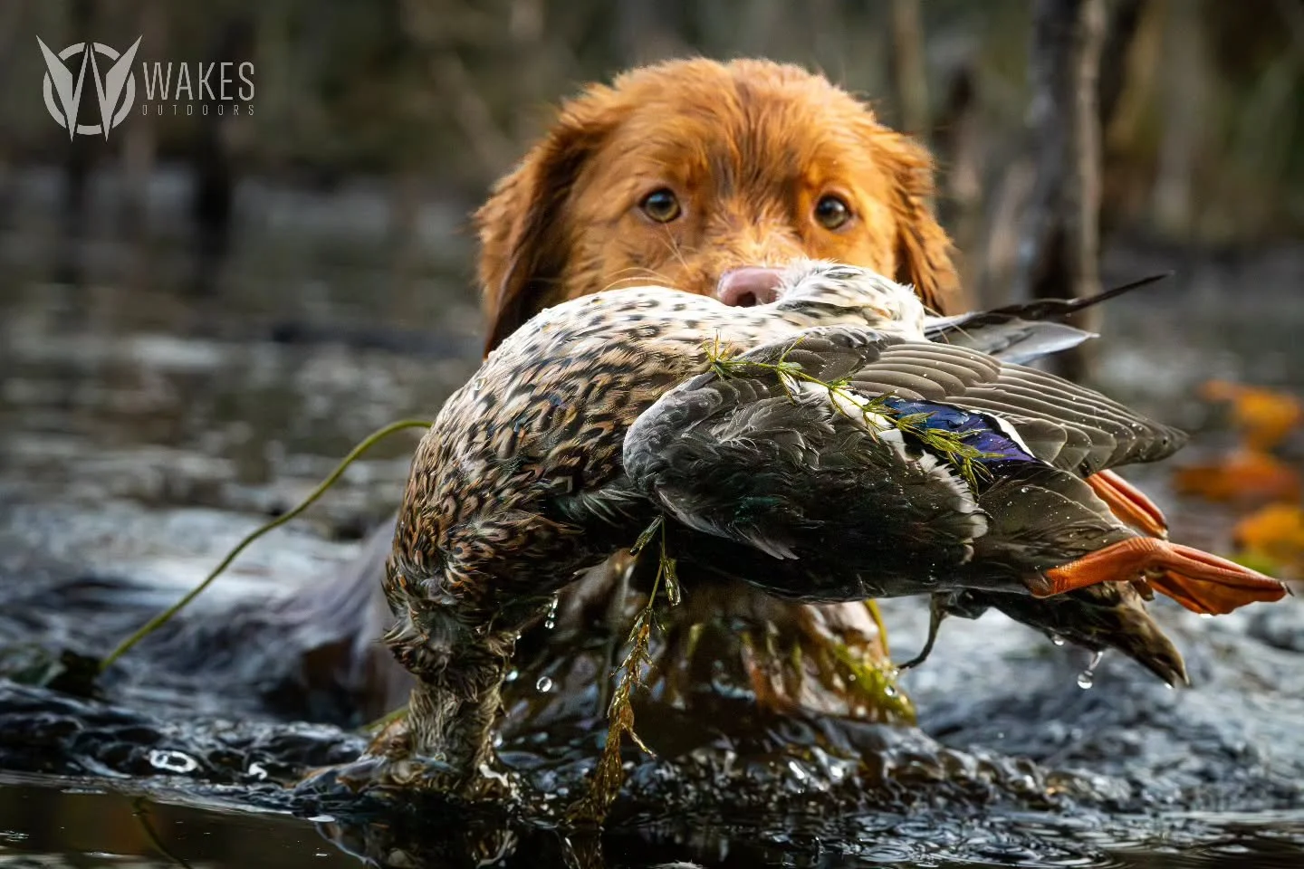 ~Special Delivery~

#withoutexcuse #wakesoutdoors #americanfield #gundog #birddogoftheday
