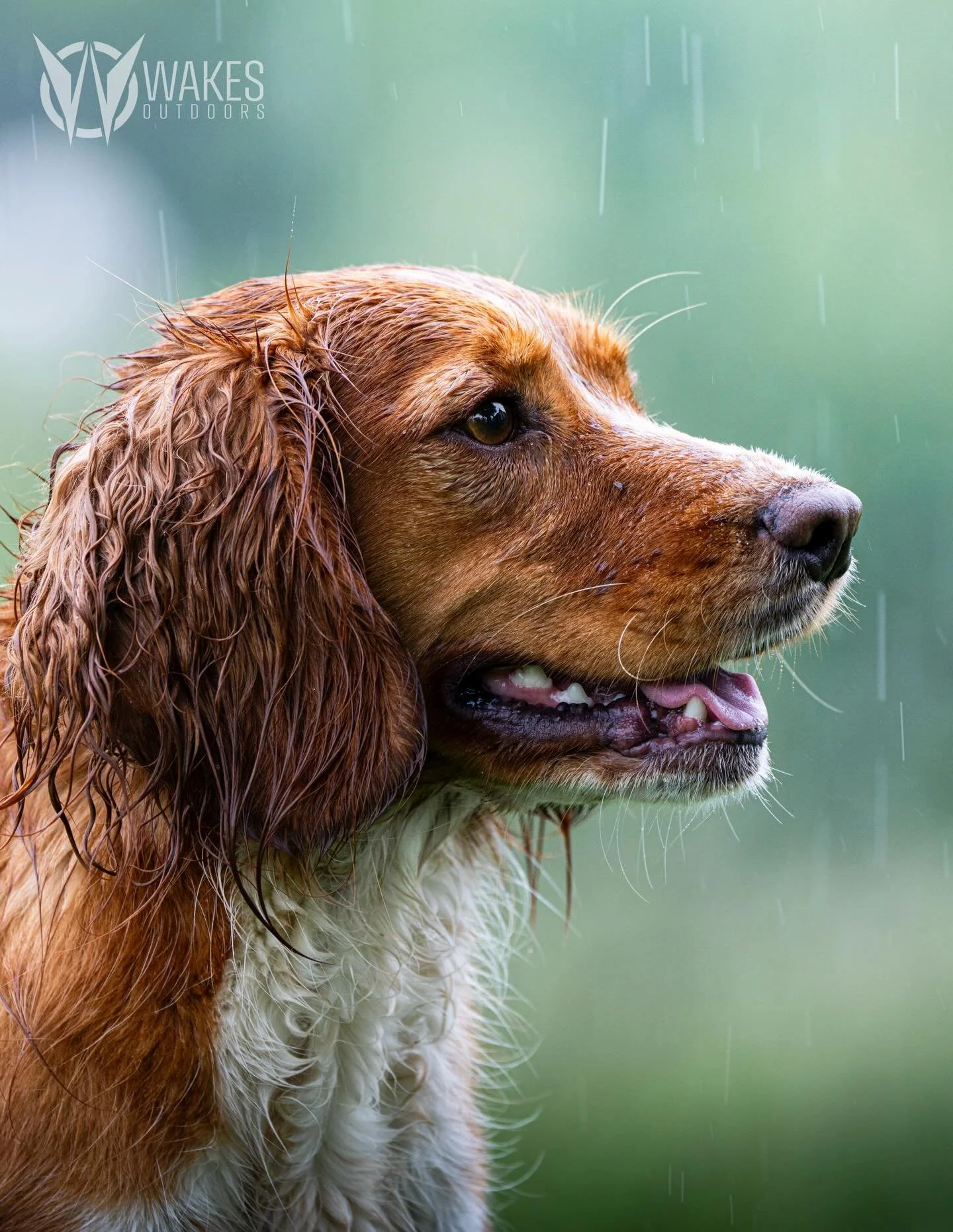 Every day is a good hair day when you&rsquo;re a Cocker Spaniel&hellip;even in the rain!

#pearl #englishcockerspaniel #withoutexcuse #birddogoftheday #gundog