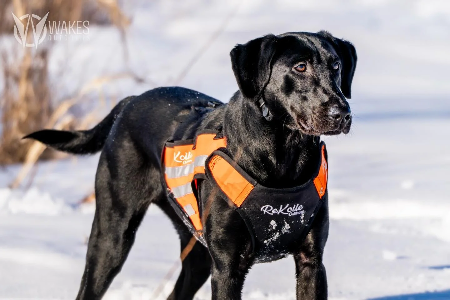 Born ready.

#withoutexcuse #wakesoutdoors #brushcreekretrievers #gundog #inukshukdogfood
