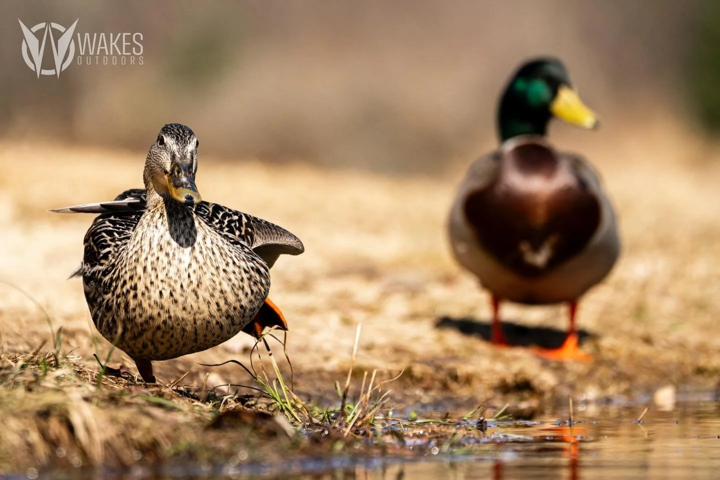Just what the doctor ordered - Mallards and movement.

#mallards #wakesoutdoors #springmigration #wisconsin #withoutexcuse