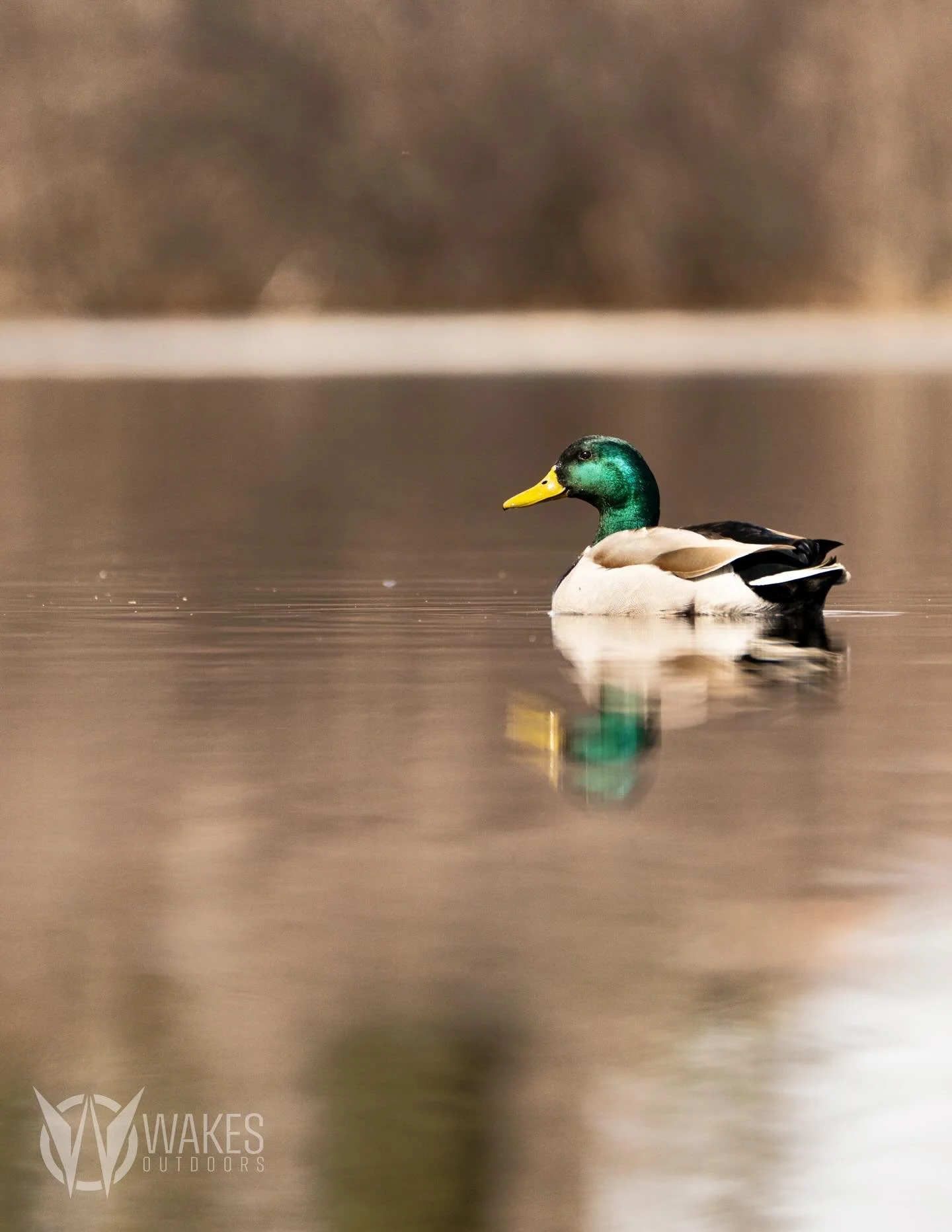 Daydreamin&rsquo; of Drakes&hellip;

#mallard #wisconsin #withoutexcuse #wakesoutdoors #ducks