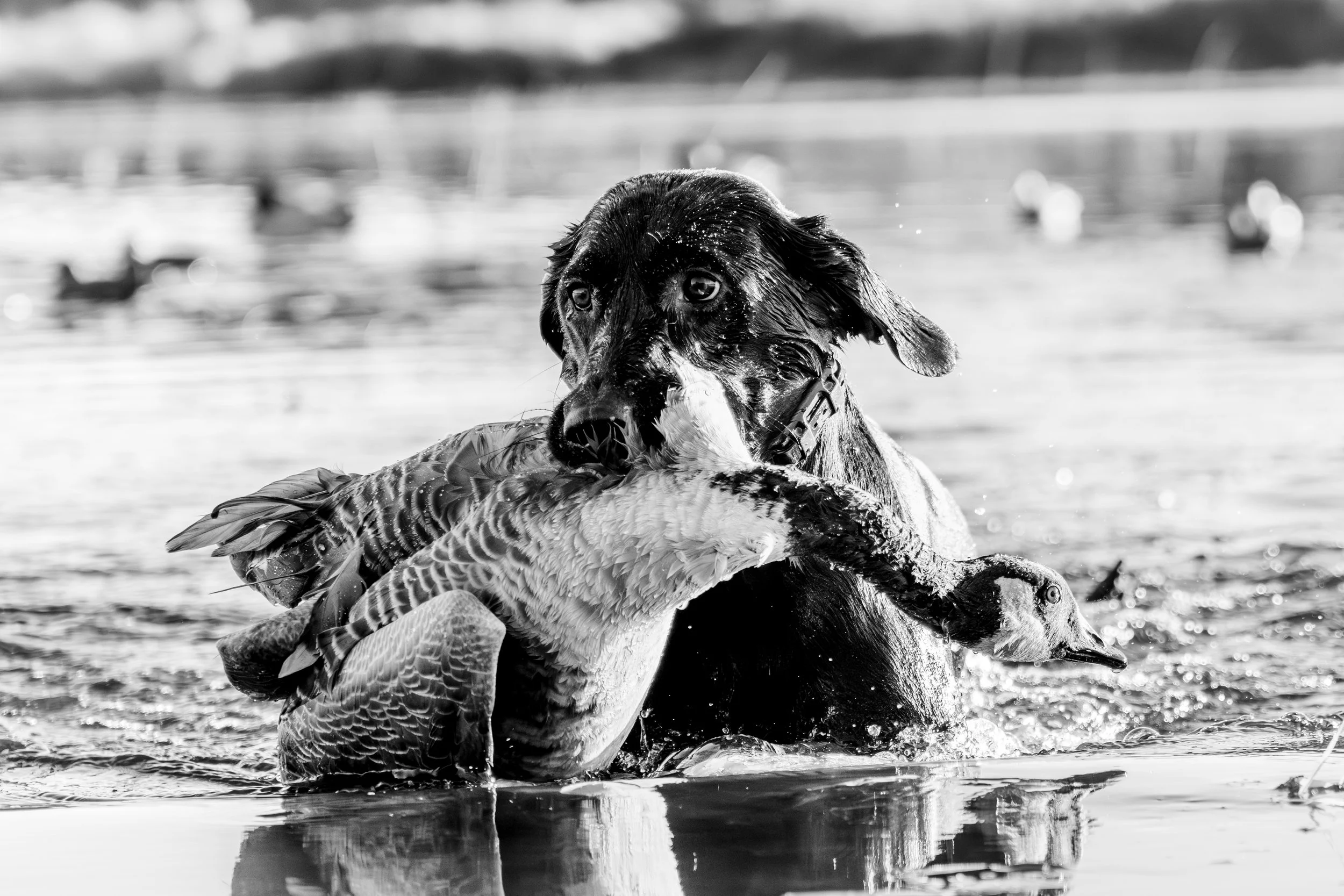 A dog retrieving a goose in the water, with duck decoys in the background, in black and white.